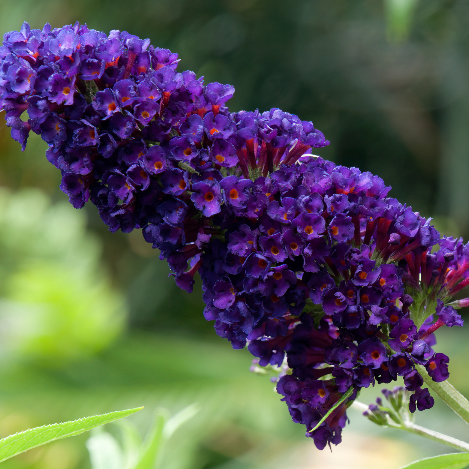 BUDDLEJA 'BLACK KNIGHT' Budleja