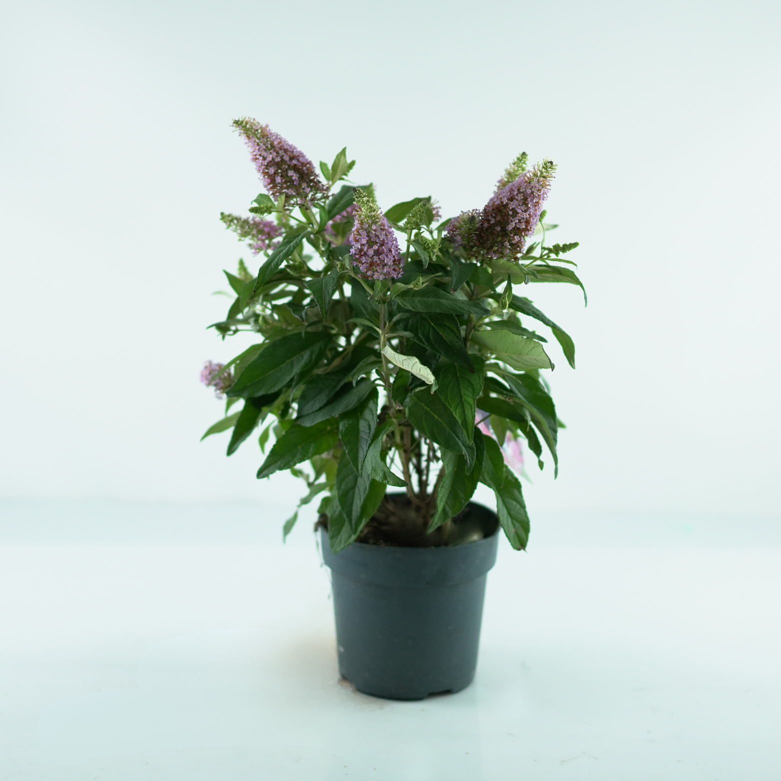 BUDDLEJA 'BUTTERFLY CANDY LITTLE PINK' Budleja Dawidii
