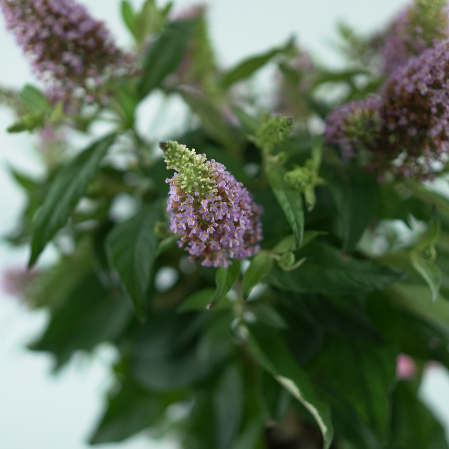 BUDDLEJA 'BUTTERFLY CANDY LITTLE PINK' Budleja Dawidii