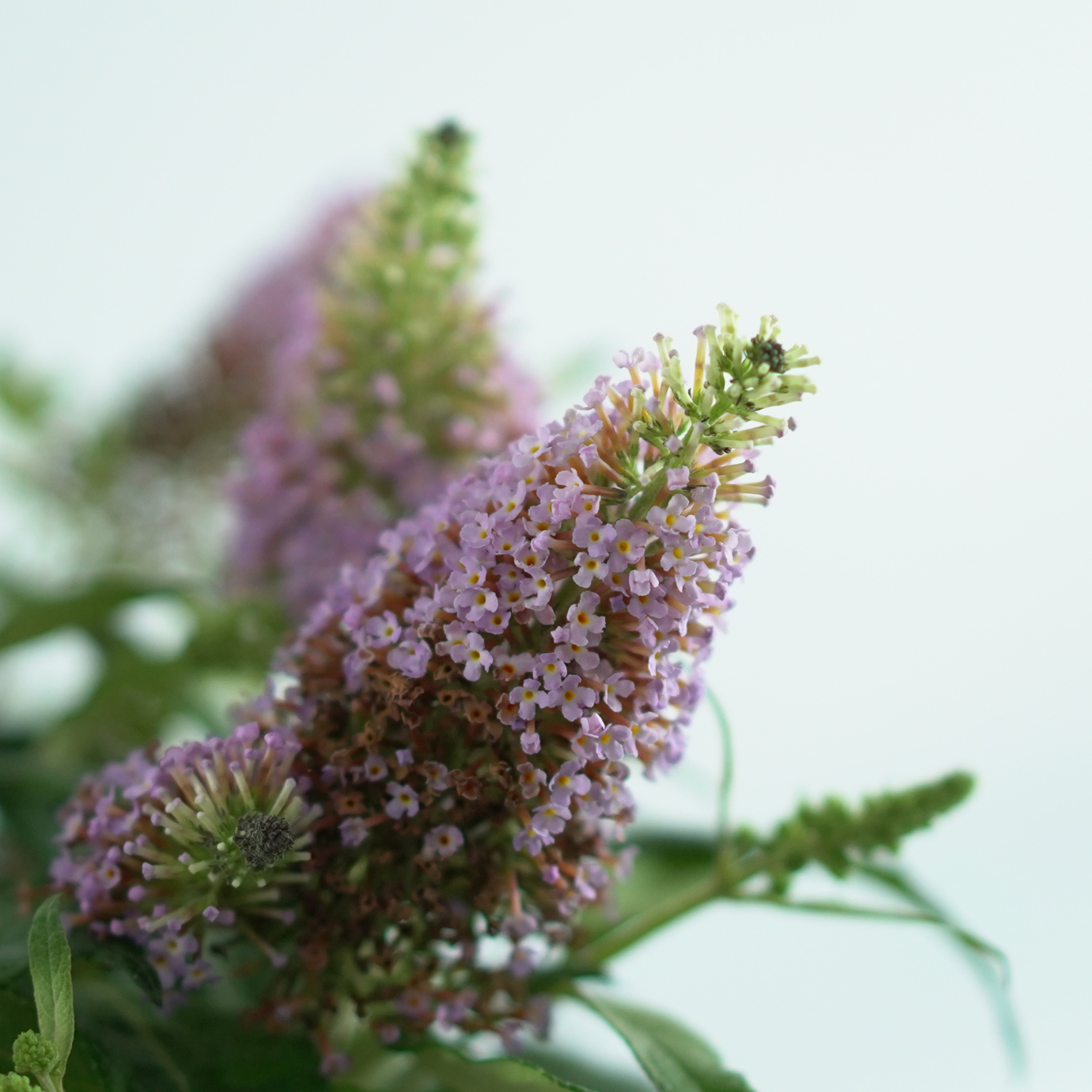 BUDDLEJA 'BUTTERFLY CANDY LITTLE PINK' Budleja Dawidii