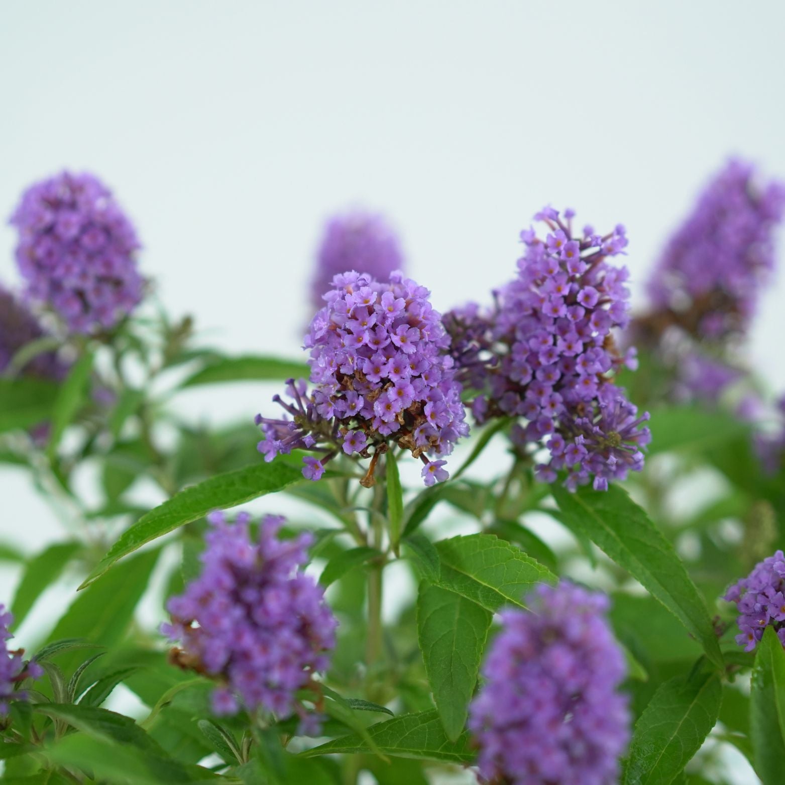BUDDLEJA 'BUTTERFLY CANDY' Budleja Dawidii