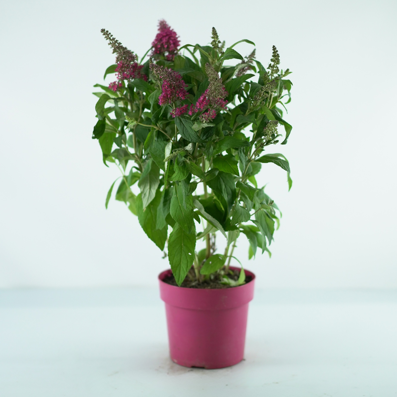 BUDDLEJA 'BUTTERFLY CANDY LITTLE RUBY' Budleja Dawida