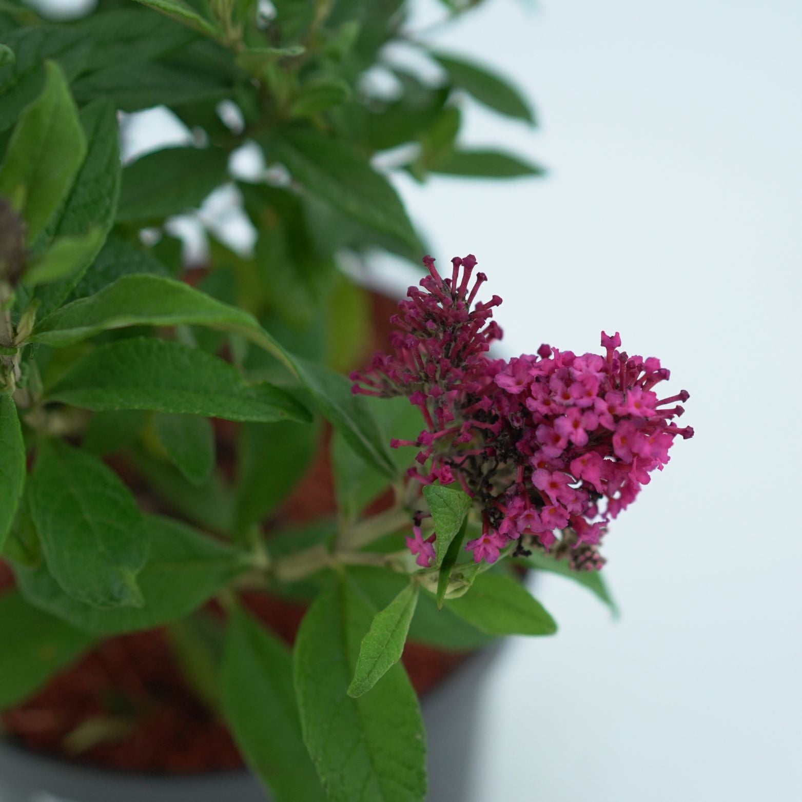 BUDDLEJA 'BUTTERFLY CANDY LITTLE RUBY' Budleja Dawida