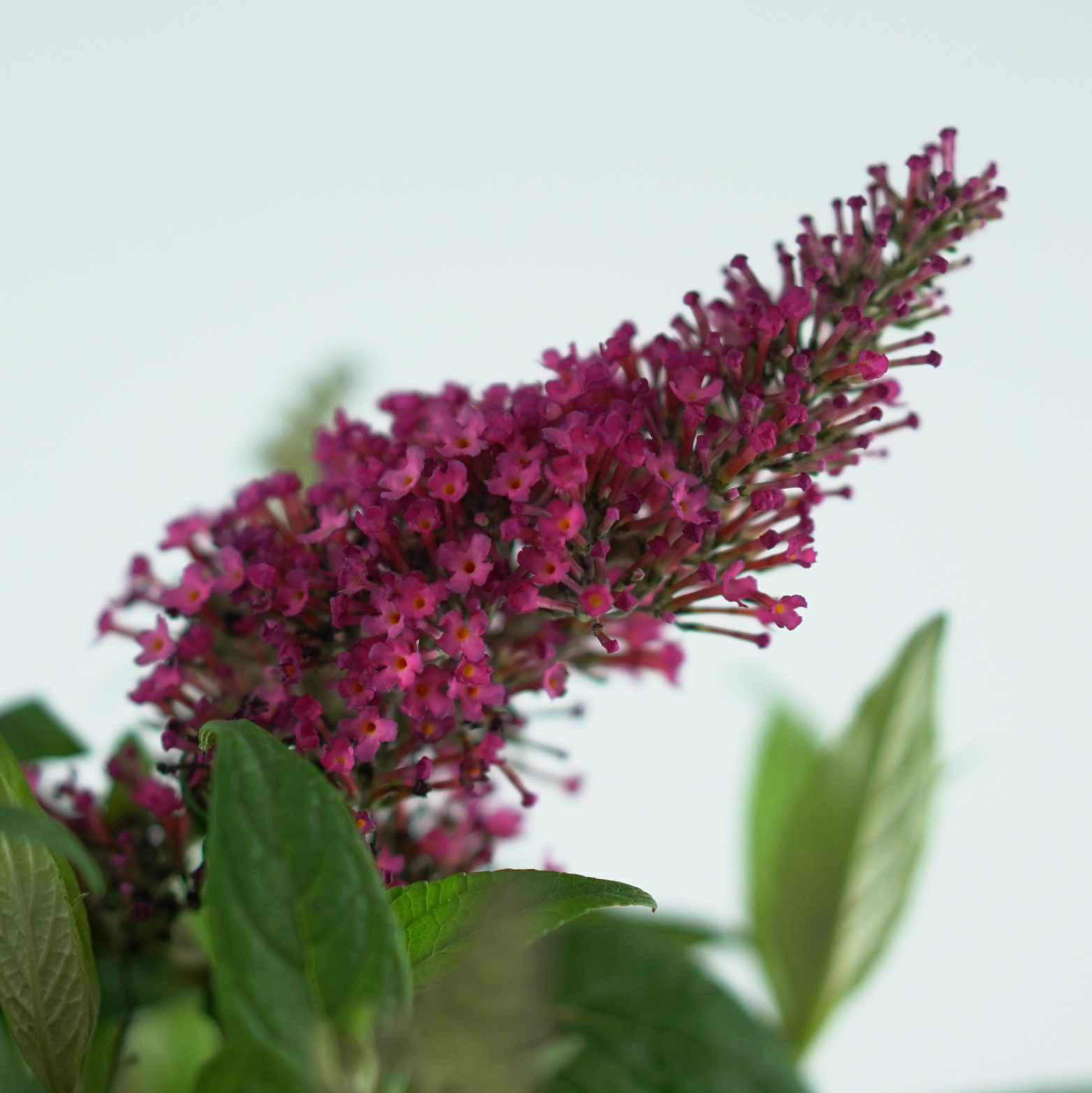 BUDDLEJA 'BUTTERFLY CANDY LITTLE RUBY' Budleja Dawida