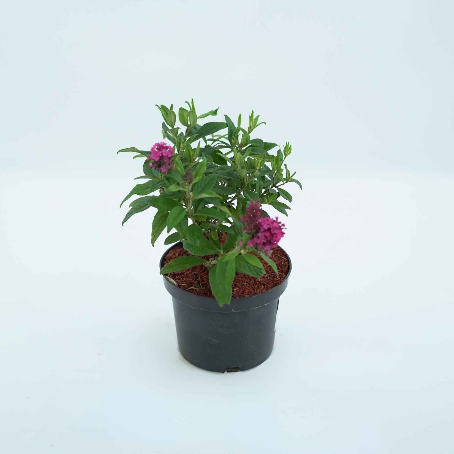 BUDDLEJA 'BUTTERFLY CANDY LITTLE RUBY' Budleja Dawida