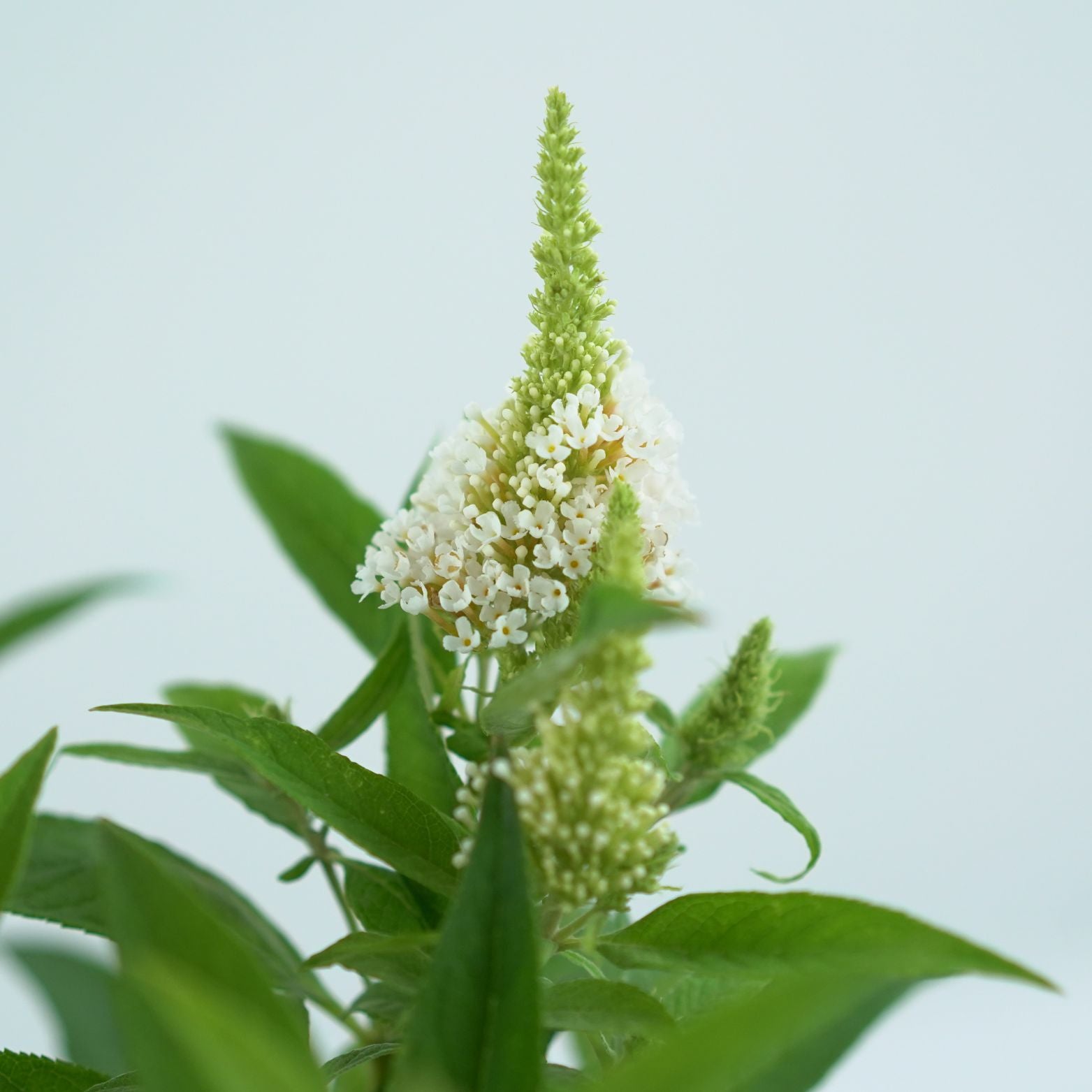 BUDDLEJA DAVIDDI Budleja Dawida