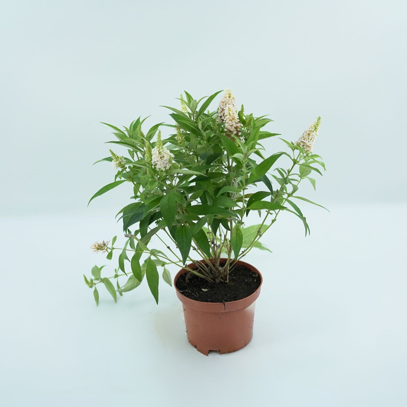 BUDDLEJA DAVIDDI Budleja Dawida