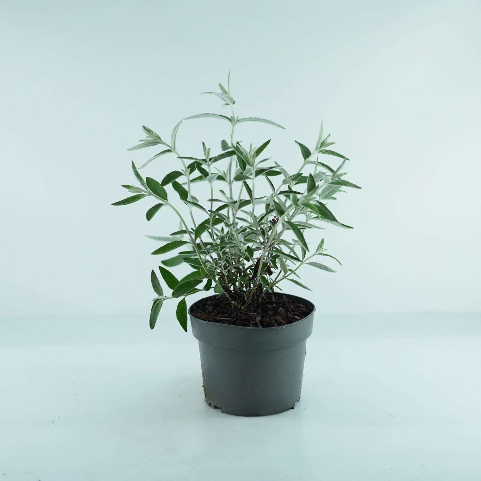 BUDDLEJA DAVIDDI 'SILVER ANNIVERSARY' Budleja Dawida