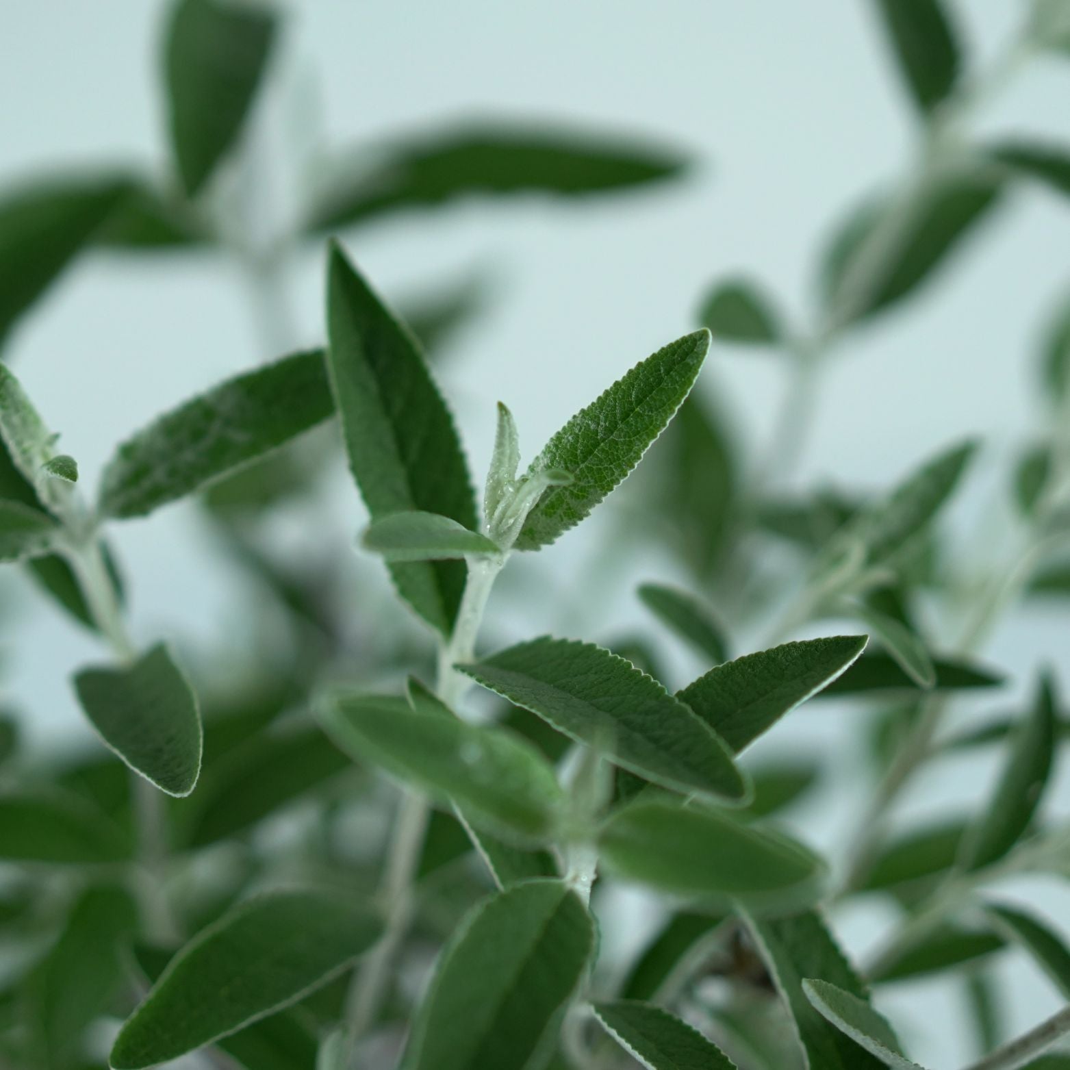 BUDDLEJA DAVIDDI 'SILVER ANNIVERSARY' Budleja Dawida