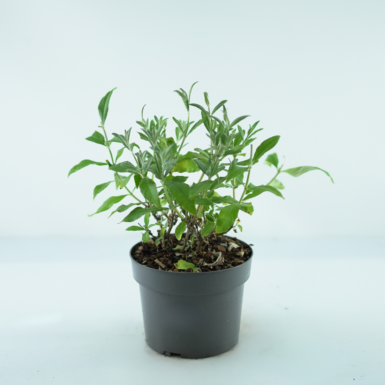 BUDDLEJA 'EMPIRE BLUE' Budleja