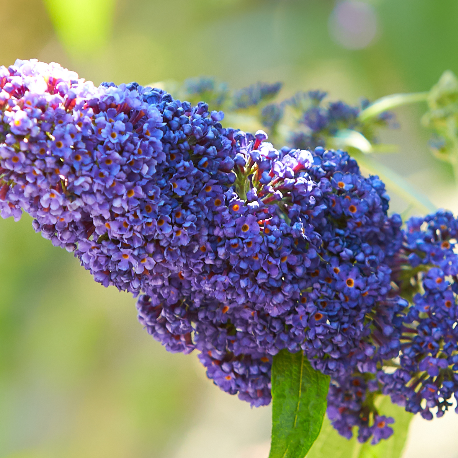 BUDDLEJA 'EMPIRE BLUE' Budleja