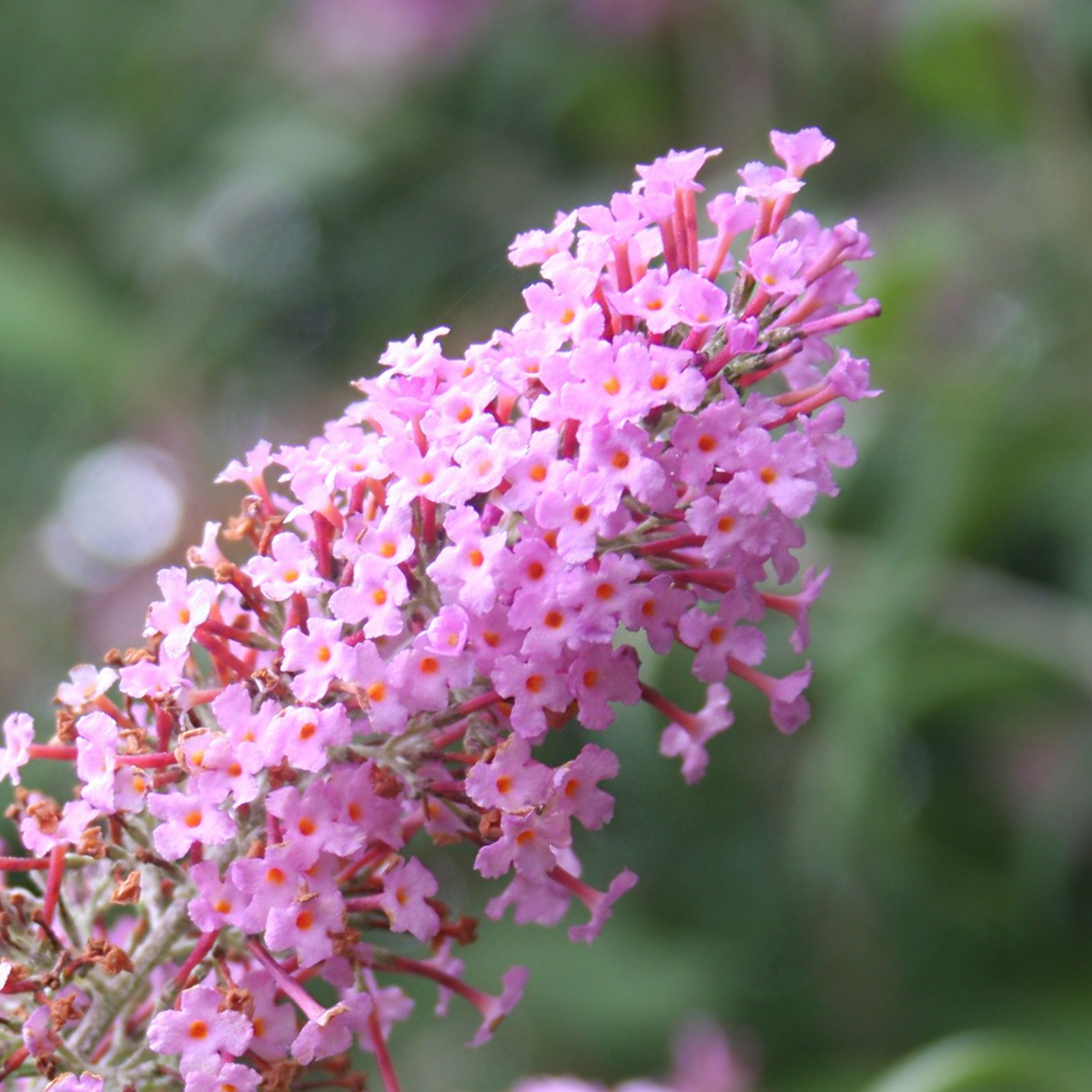 BUDDLEJA 'PINK DELIGHT' Budleja