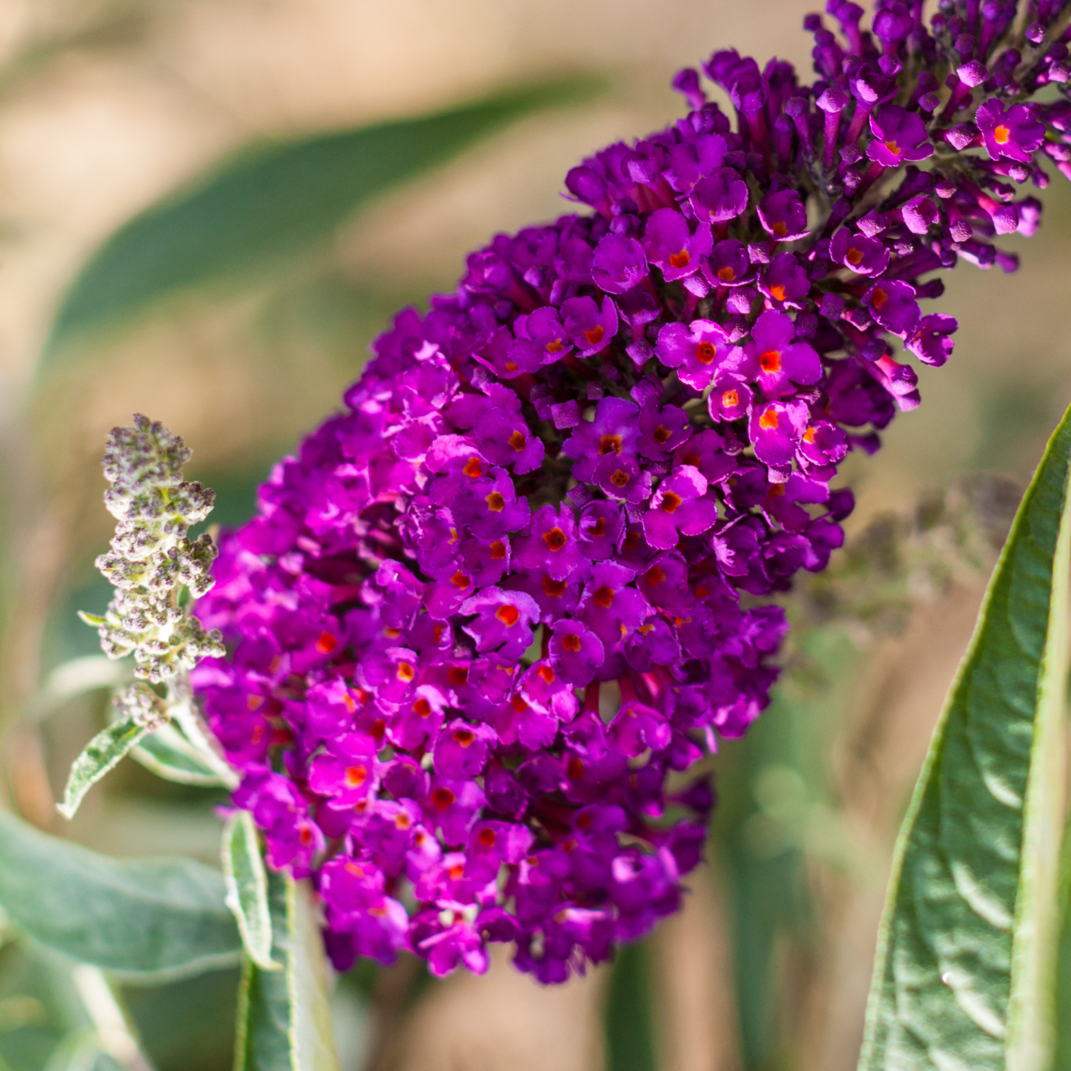 BUDDLEJA 'ROYAL RED' Budleja