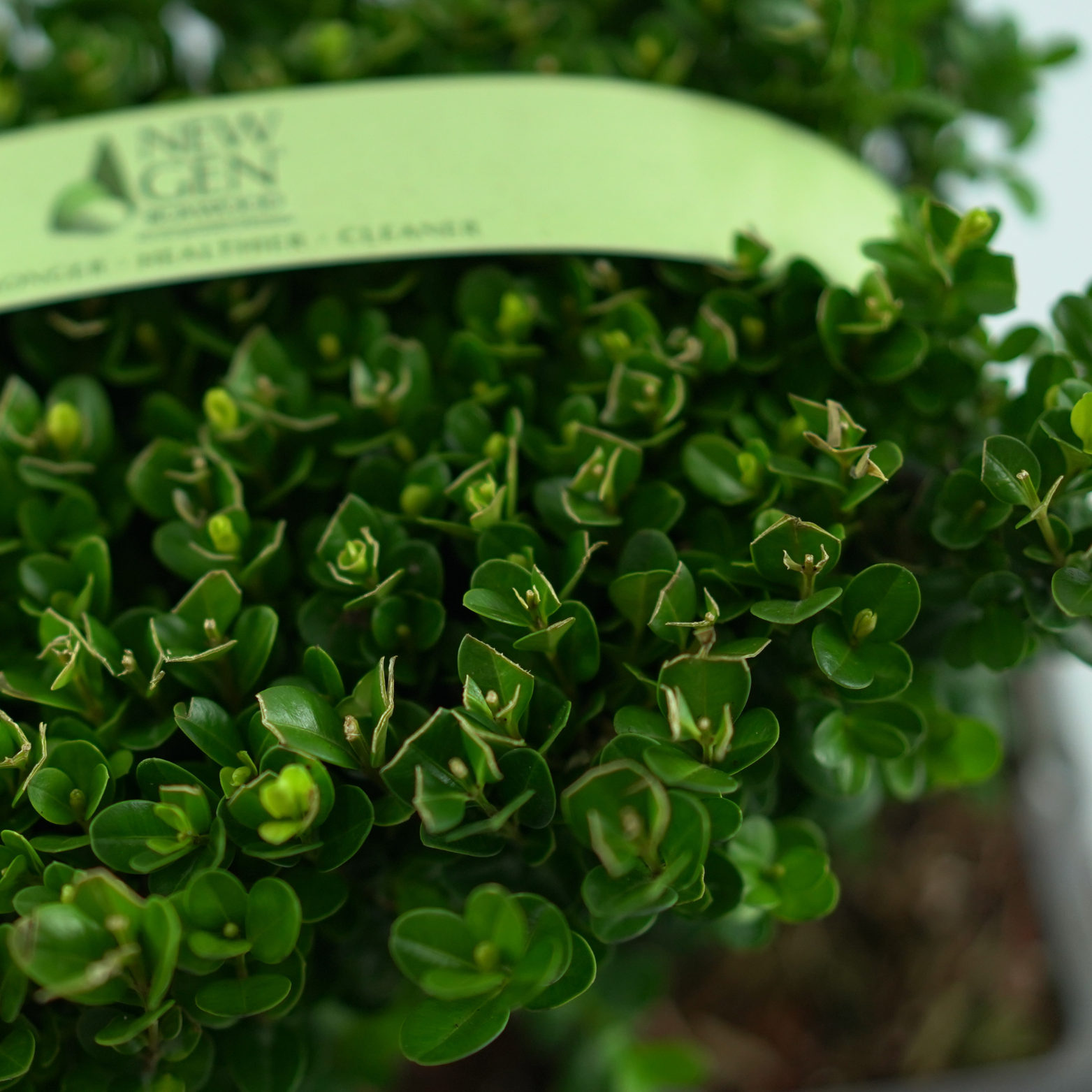 BUXUS  'NewGen Fredoom'