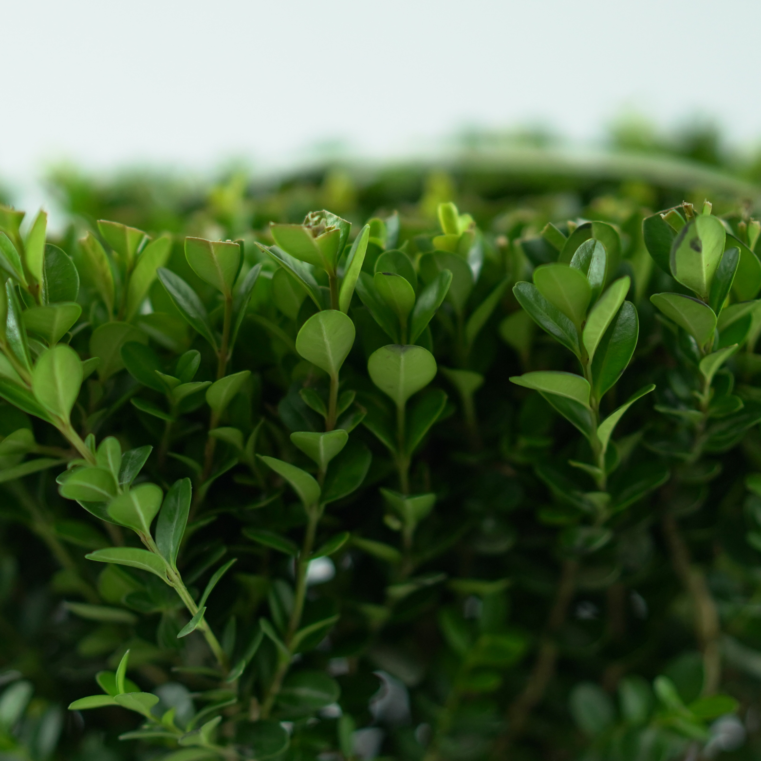 BUXUS  'NewGen Fredoom'