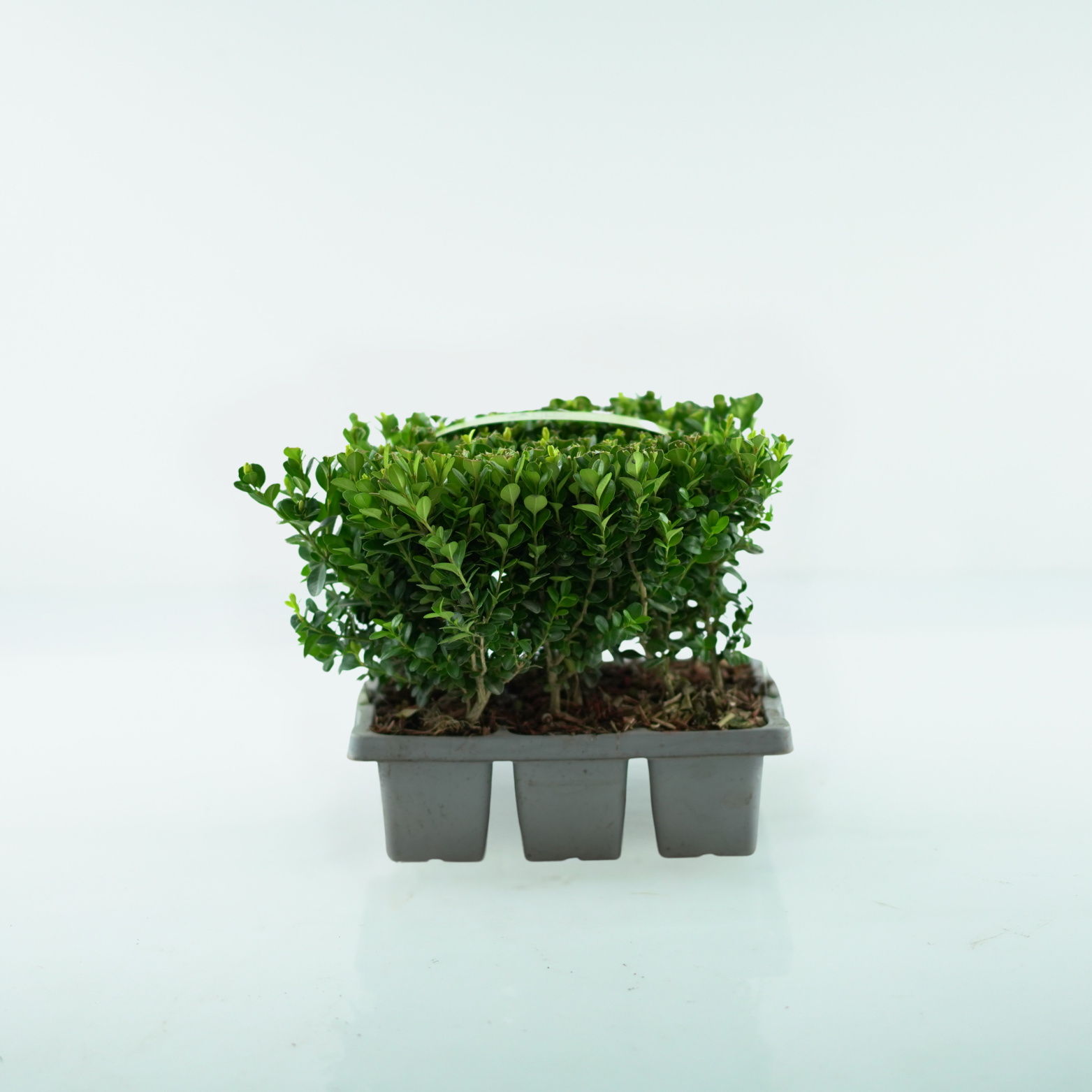 BUXUS  'NewGen Fredoom'