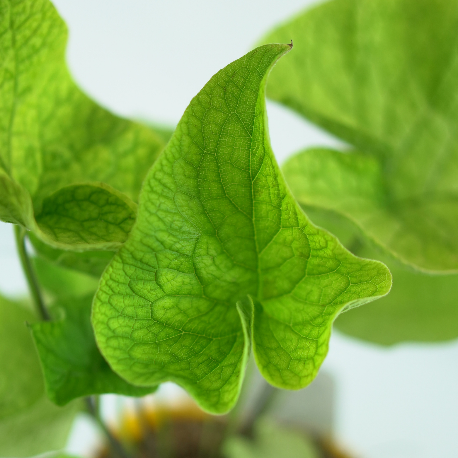 BRUNNERA MACROPHYLLA 'DIANE'S GOLD' Brunera wielkolistna