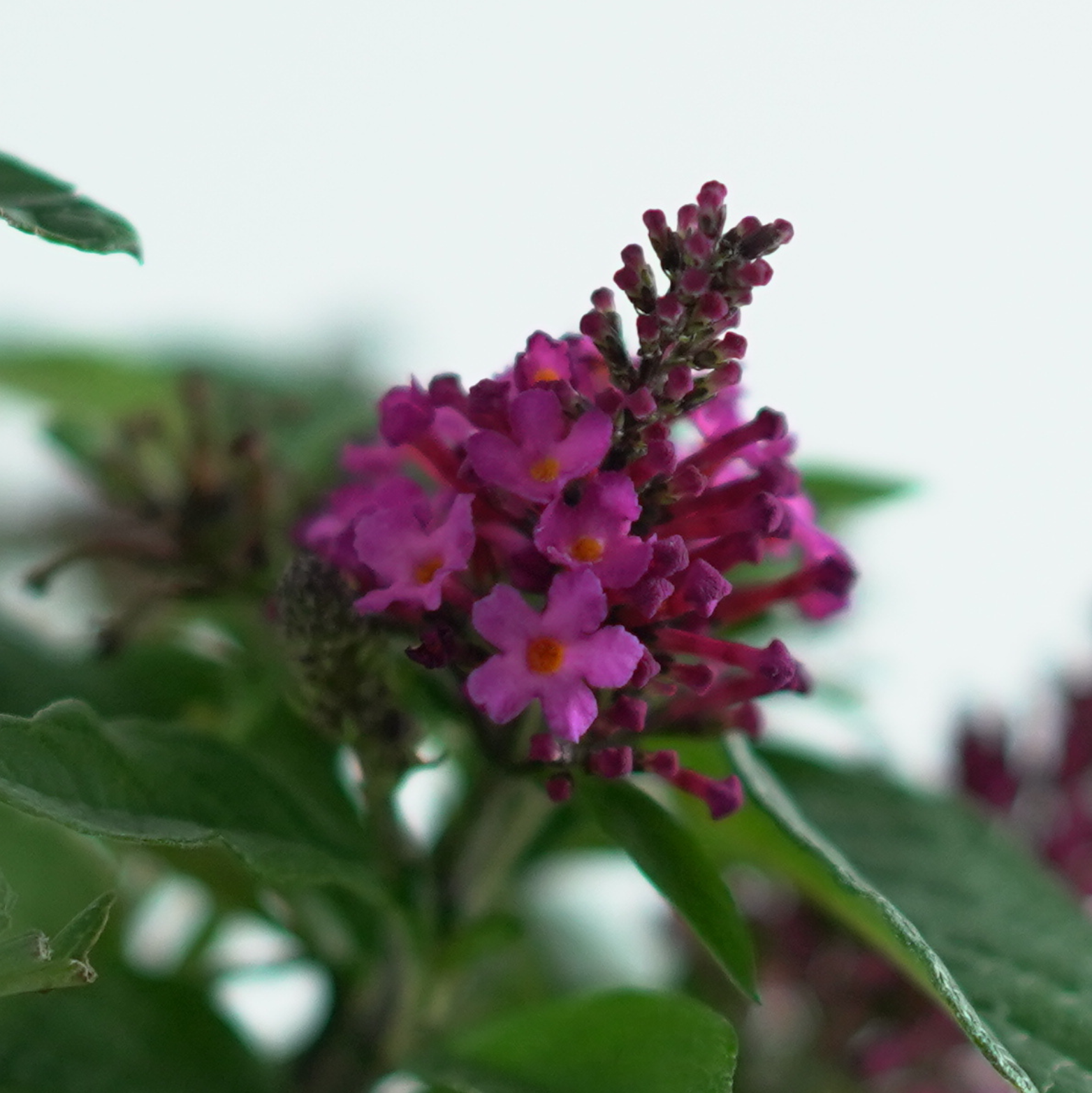 Buddleja ‘Little Rockstars’ – budleja Dawida