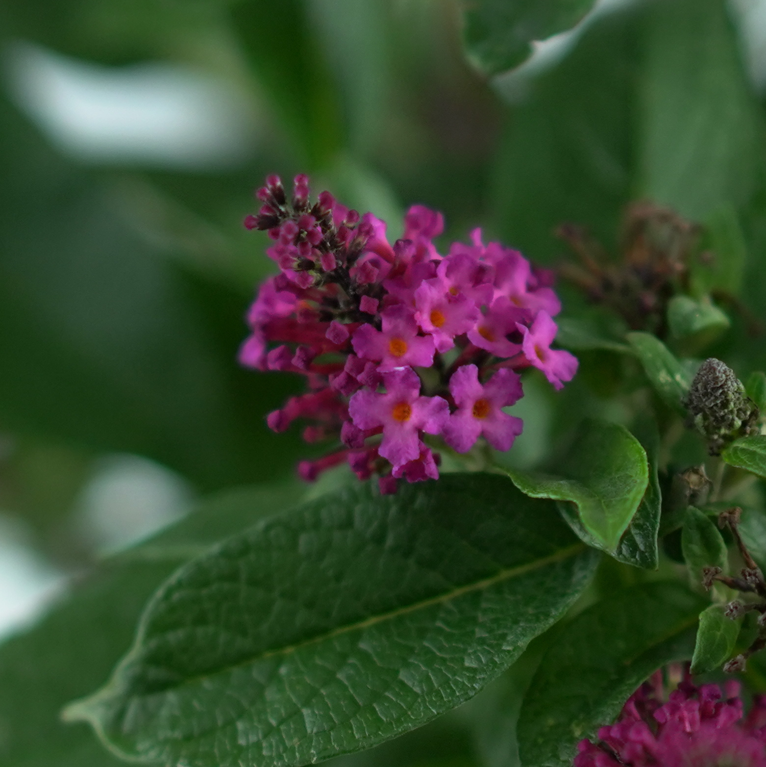 Buddleja ‘Little Rockstars’ – budleja Dawida