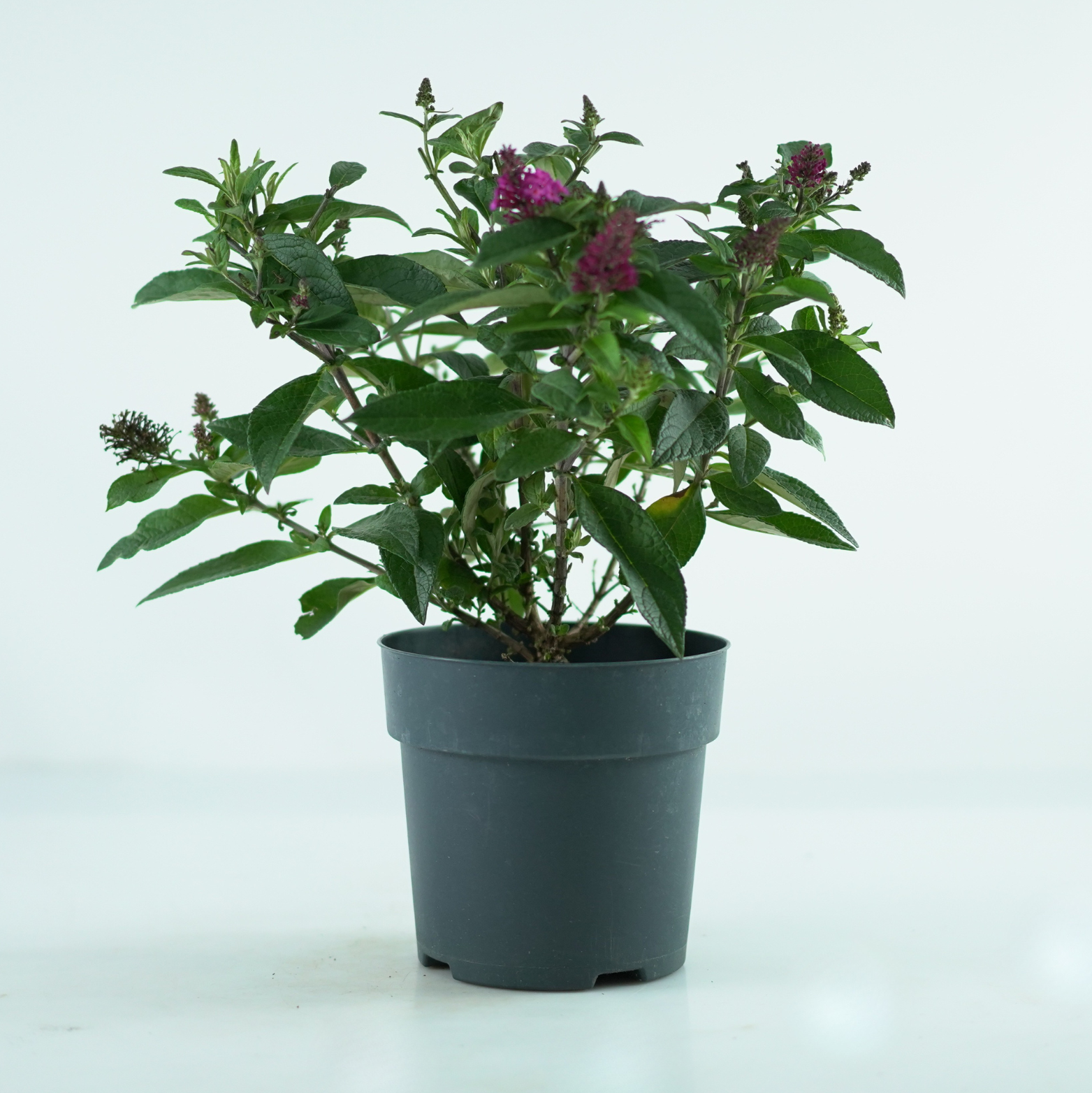 Buddleja ‘Little Rockstars’ – budleja Dawida