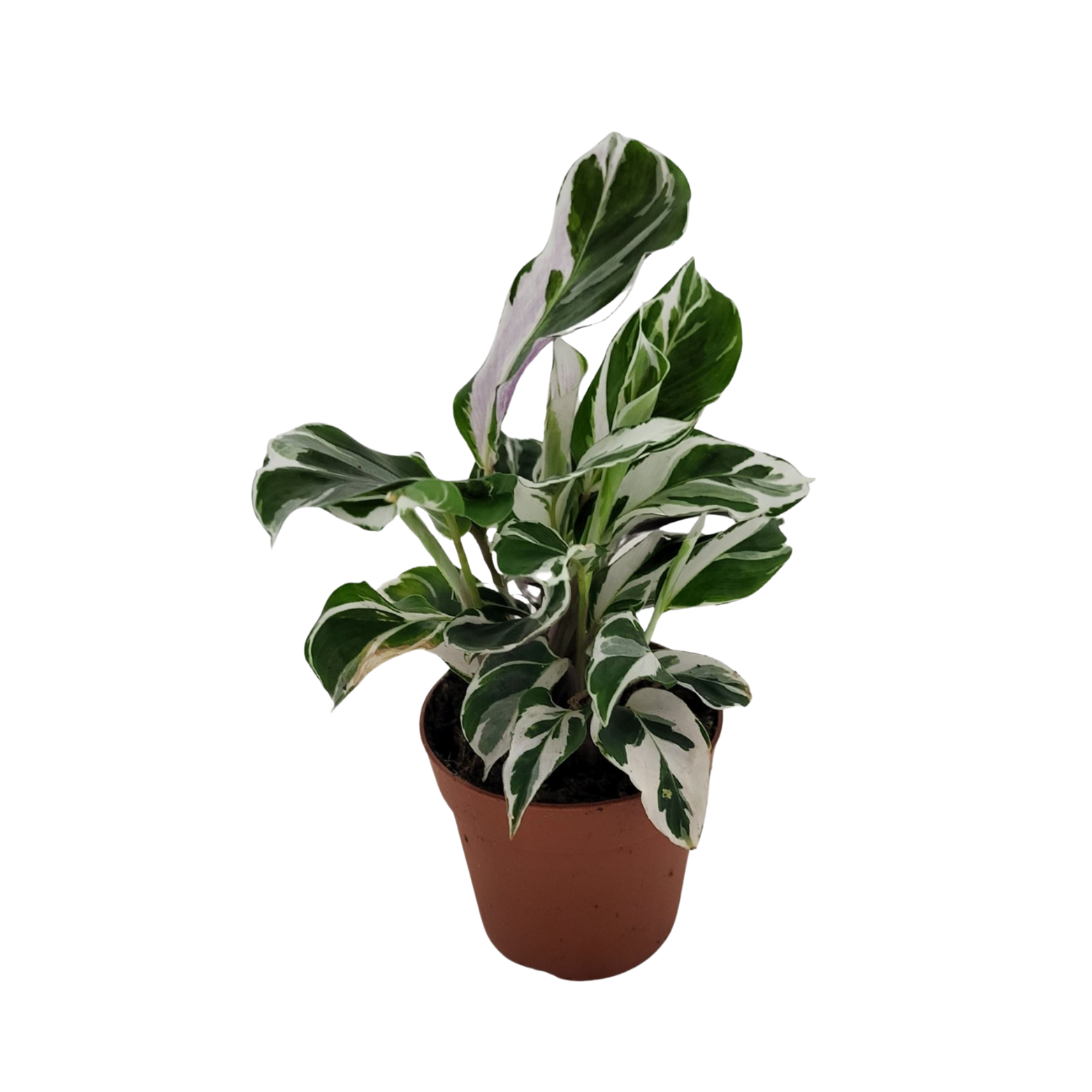 CALATHEA 'FUSION WHITE' Kalatea