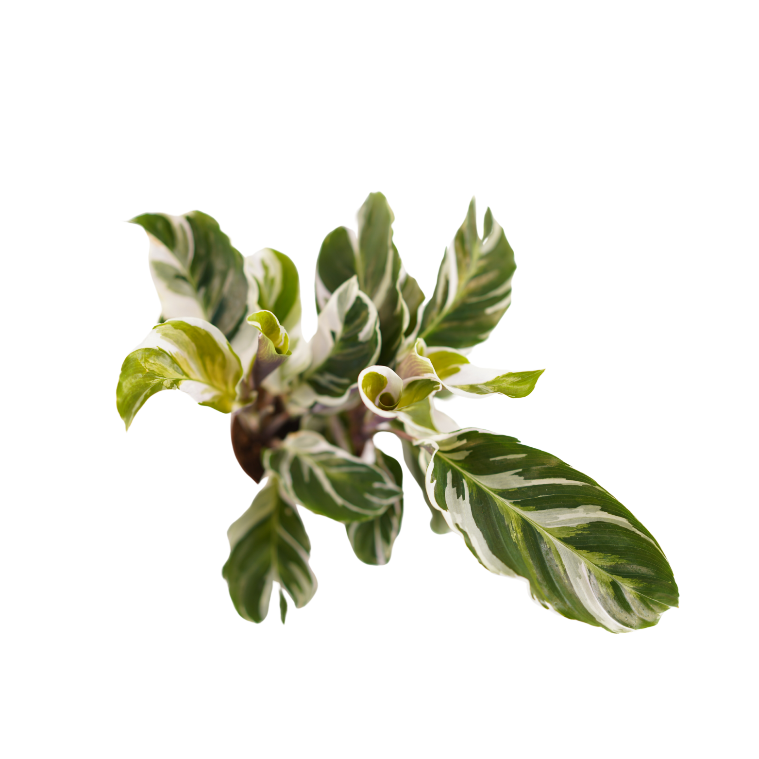 CALATHEA 'FUSION WHITE' Kalatea