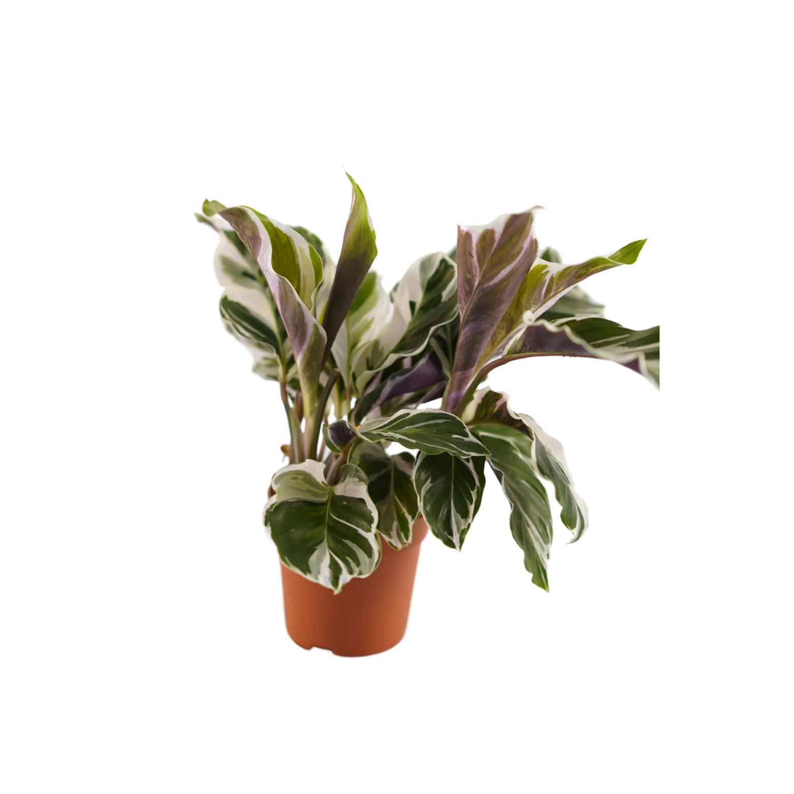 CALATHEA 'FUSION WHITE' Kalatea