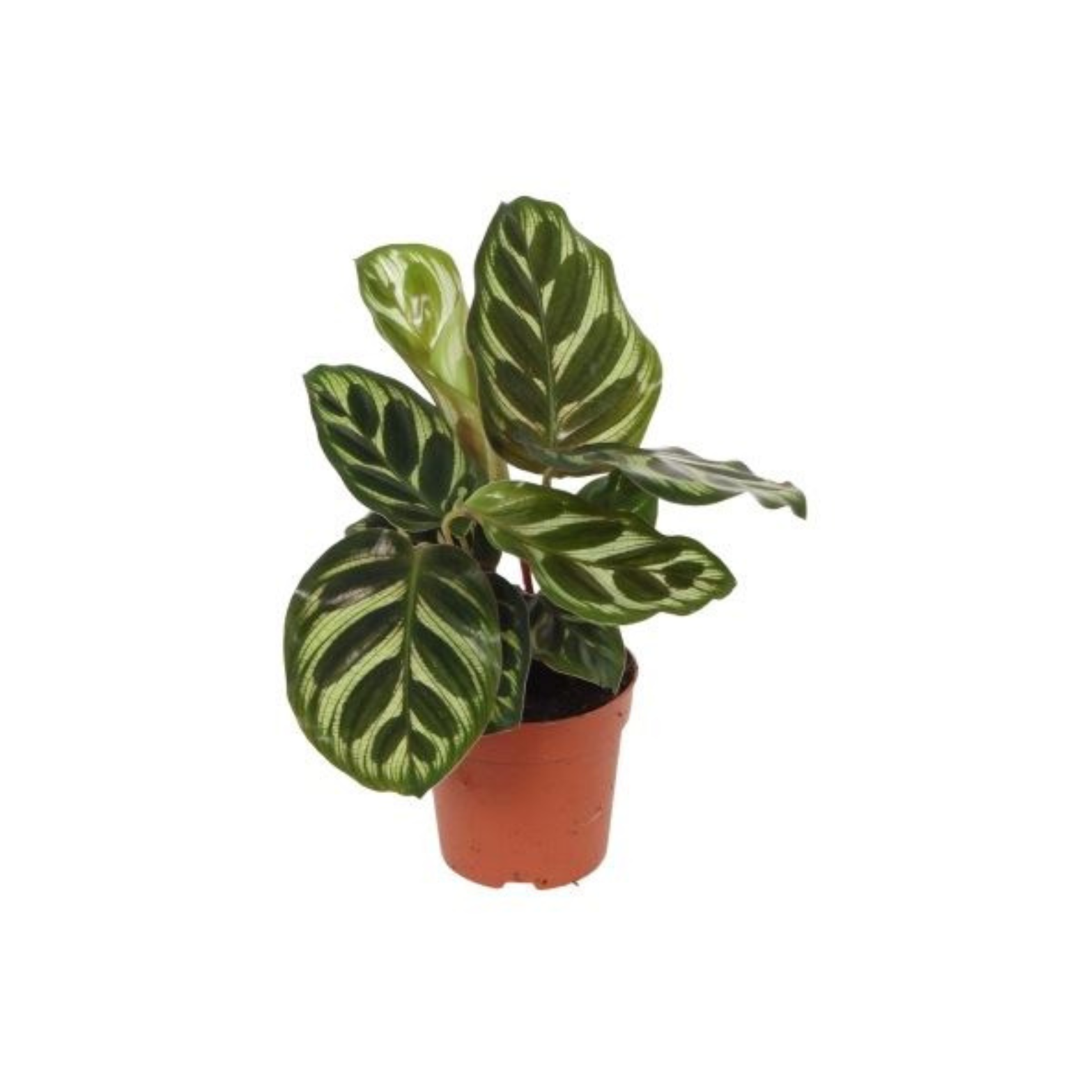 CALATHEA MAKOYANA Kalatea Makoya