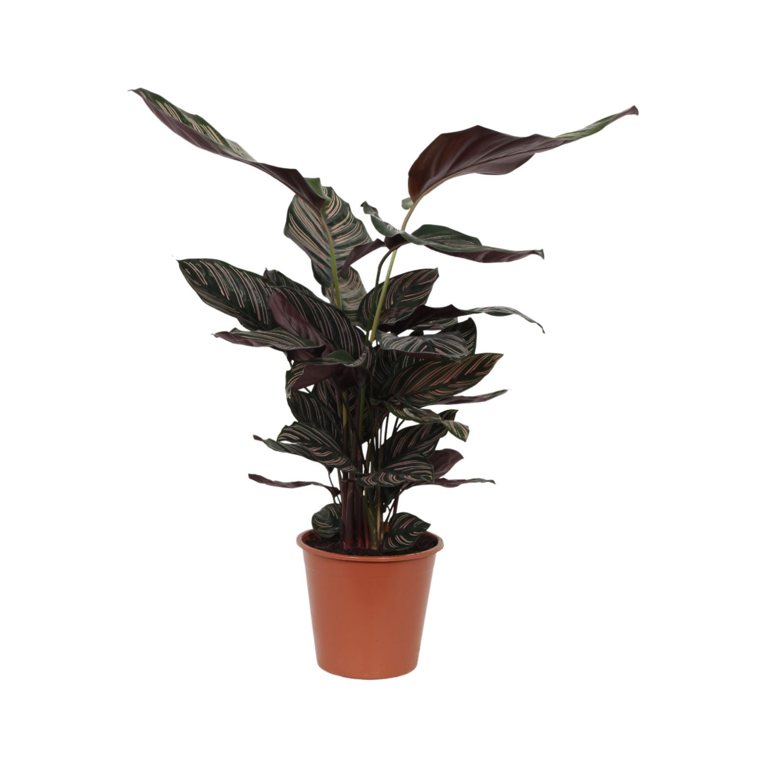 CALATHEA 'ORNATA' Kalatea