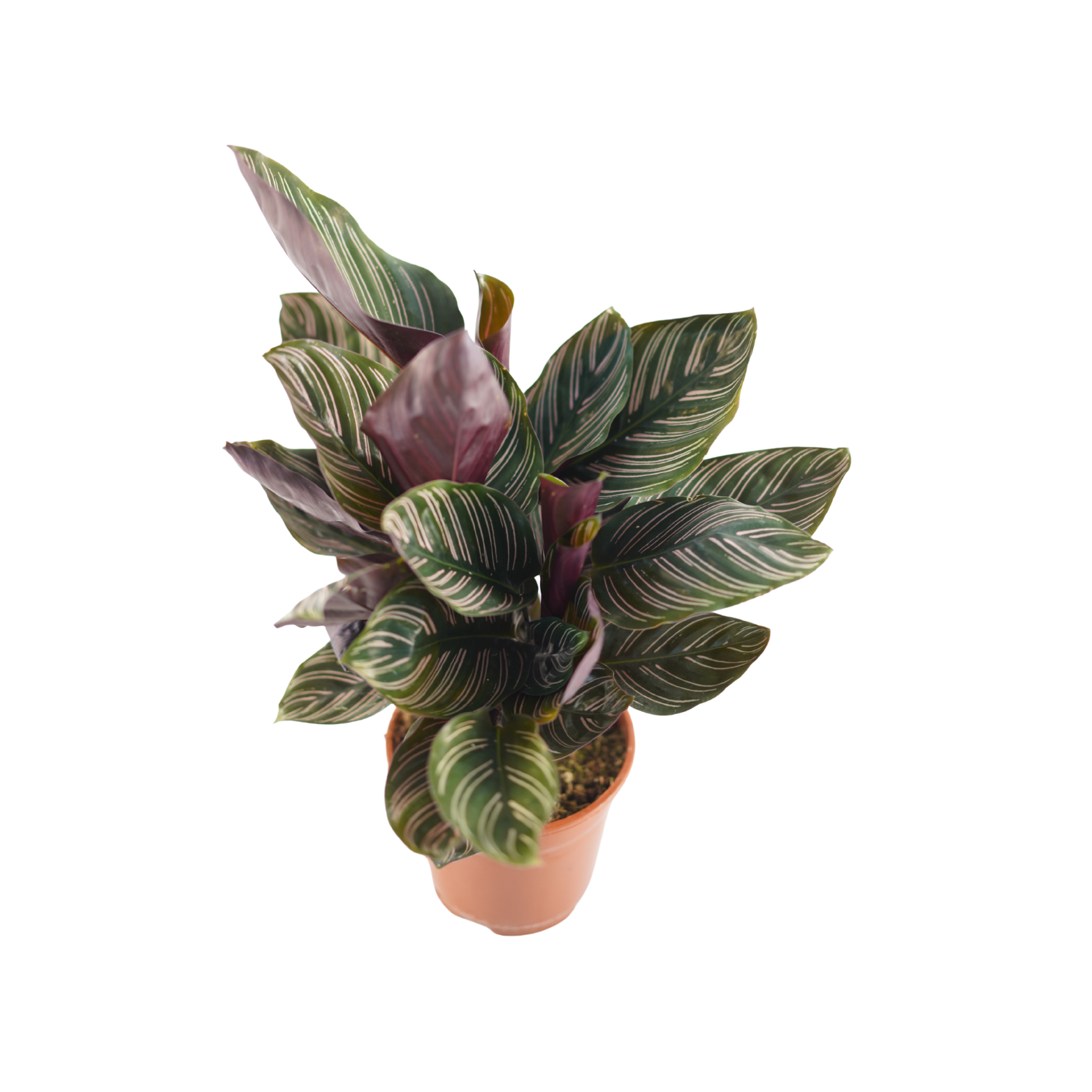 CALATHEA 'ORNATA' Kalatea