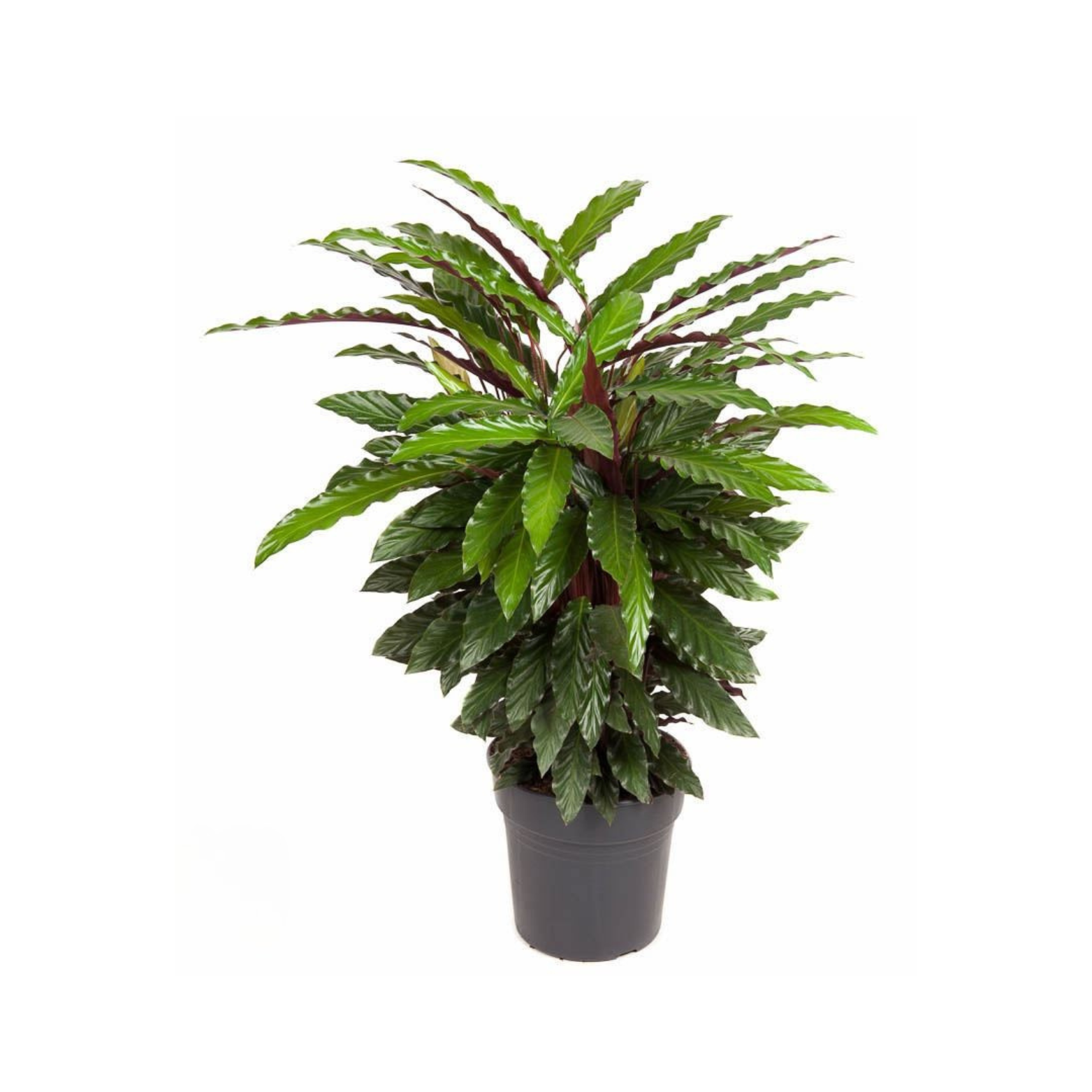 CALATHEA RUFIBARBA 'WAVESTAR' Kalatea