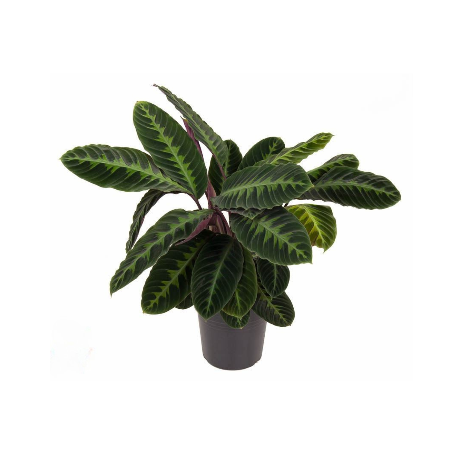 CALATHEA WARSCEWICZII Kalatea