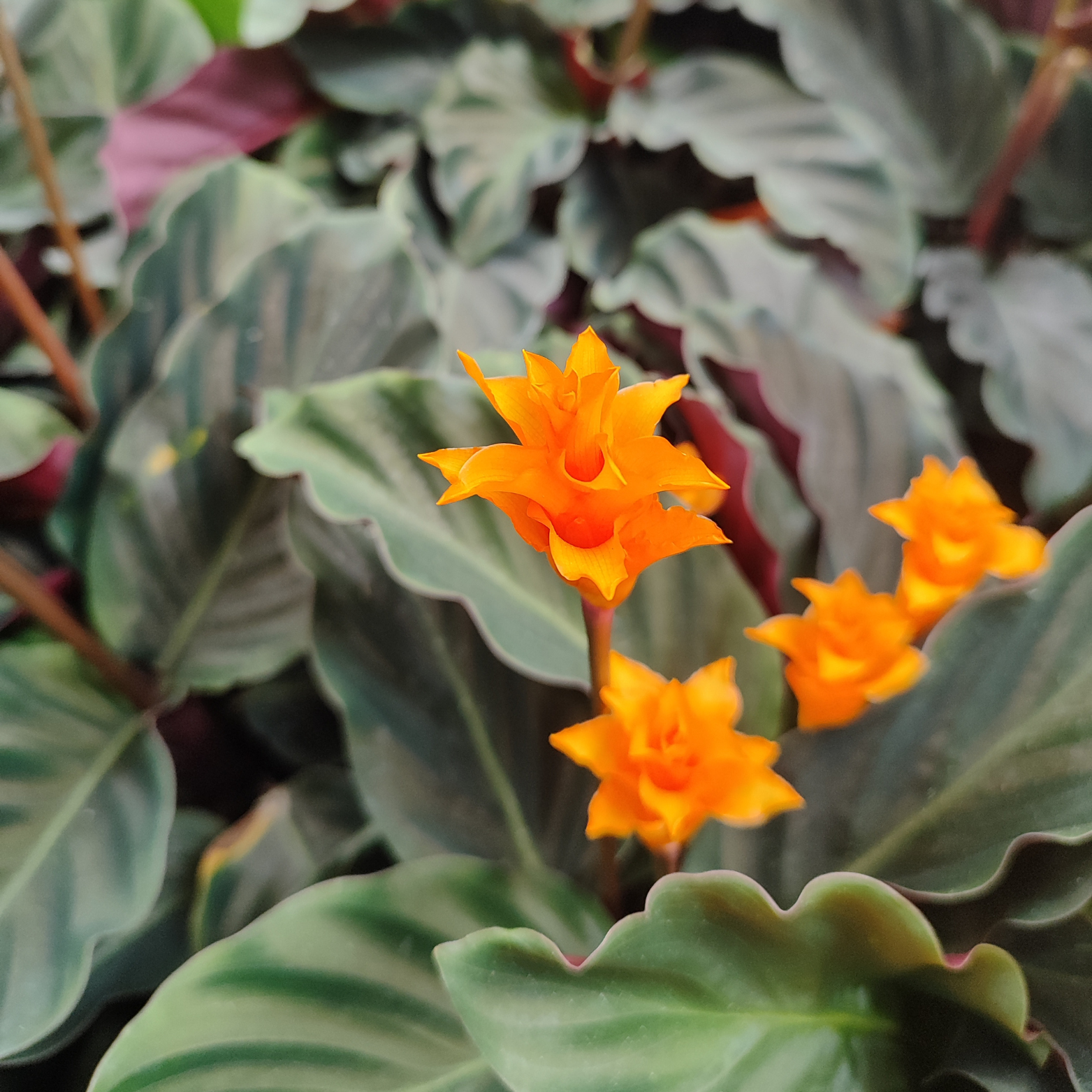CALATHEA CROCATA 'TASSMANIA' Kalatea