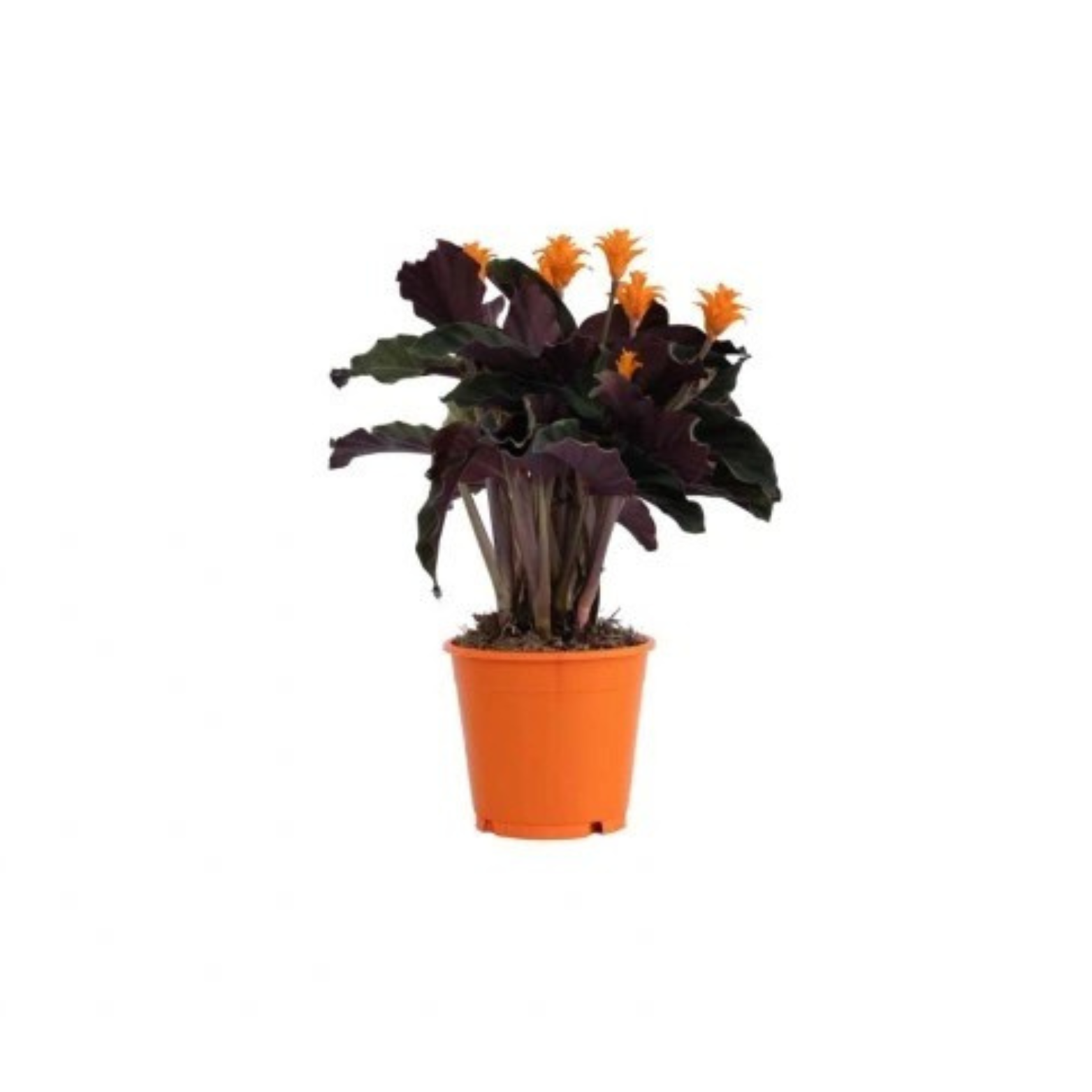dracena xxl Dracena Fragrans Iron Tree Single Stem (0.6m) main image 0