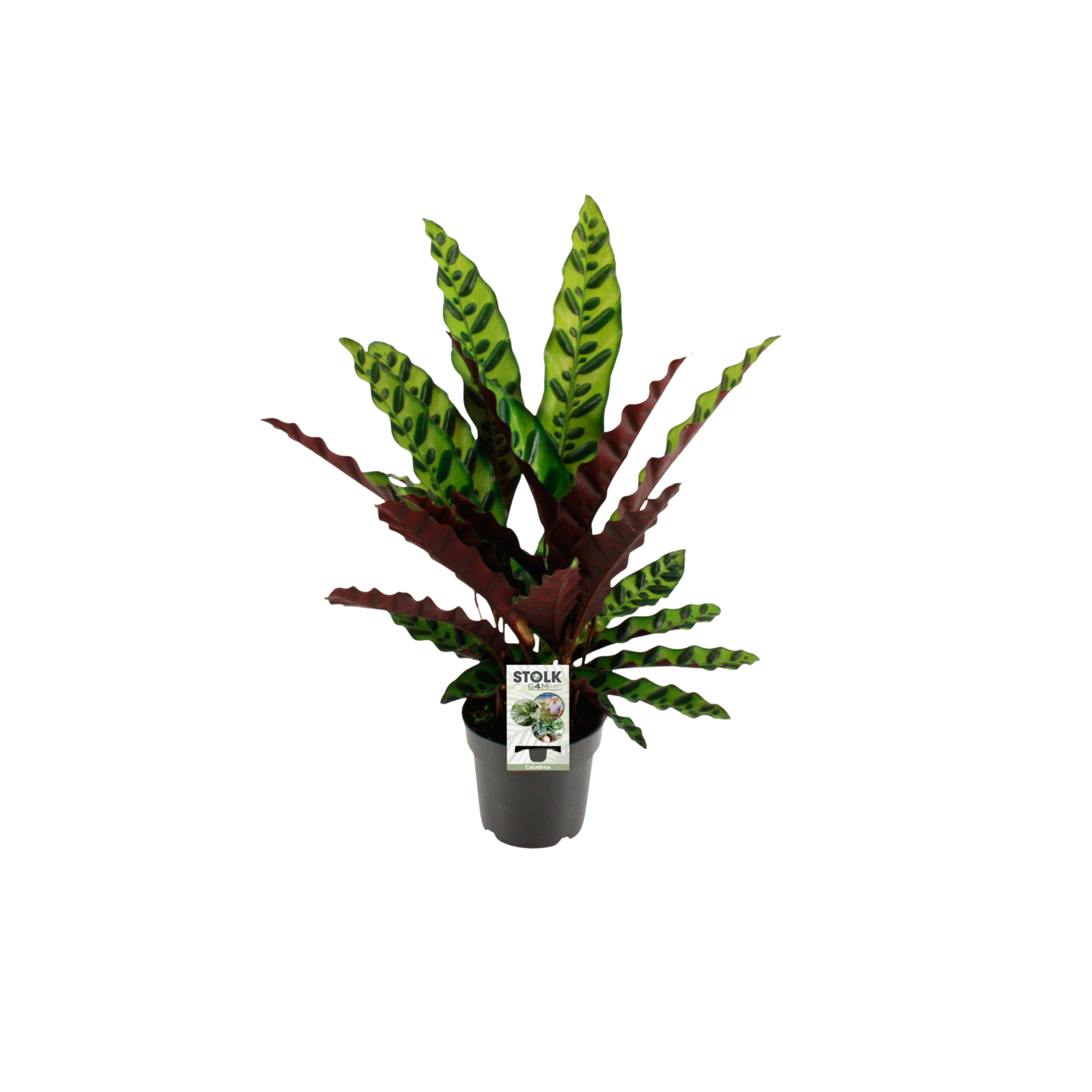 CALATHEA LANCIFOLIA 'INSIGNIS' Kalatea