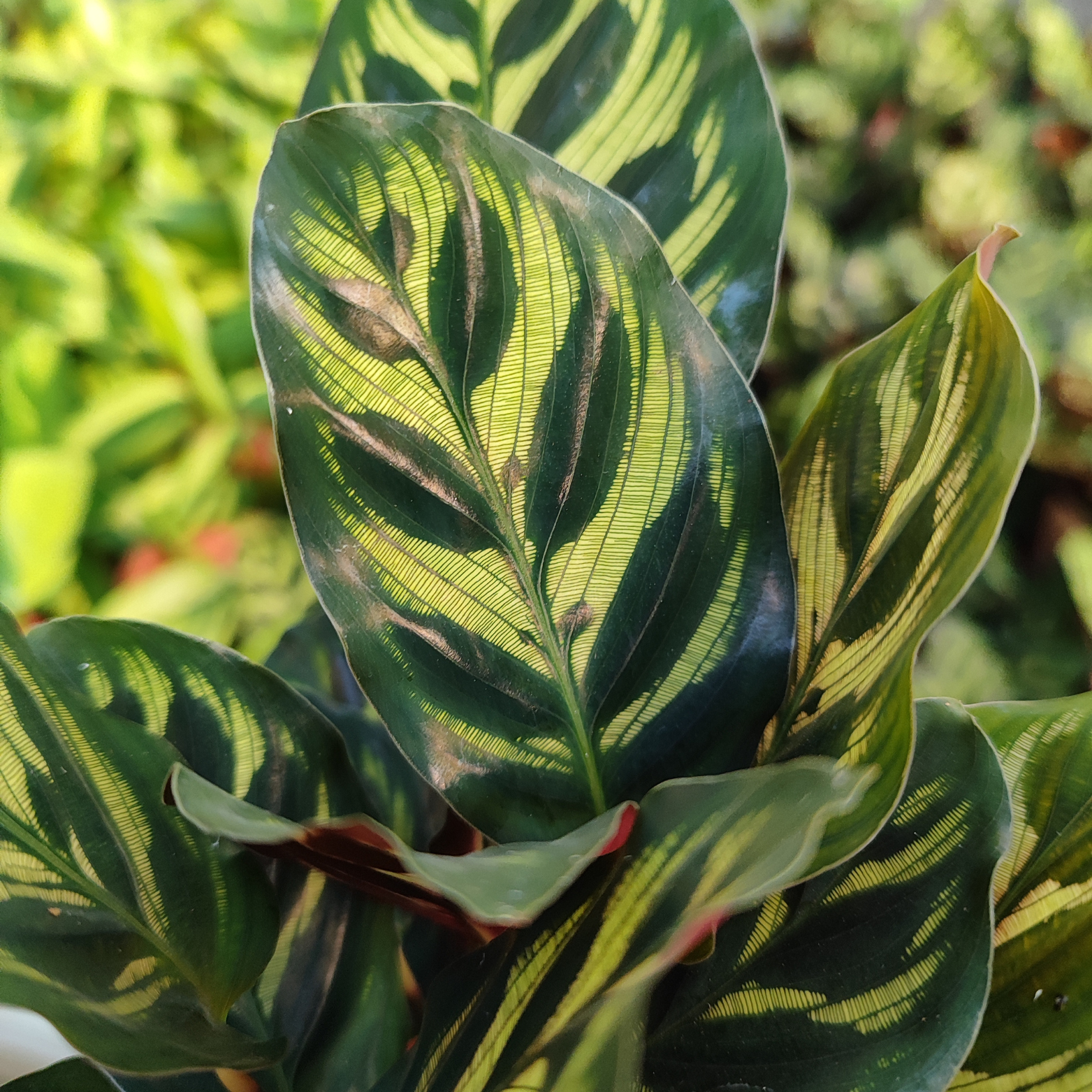 CALATHEA_MAKOYANA_Kalatea_Makoya_2