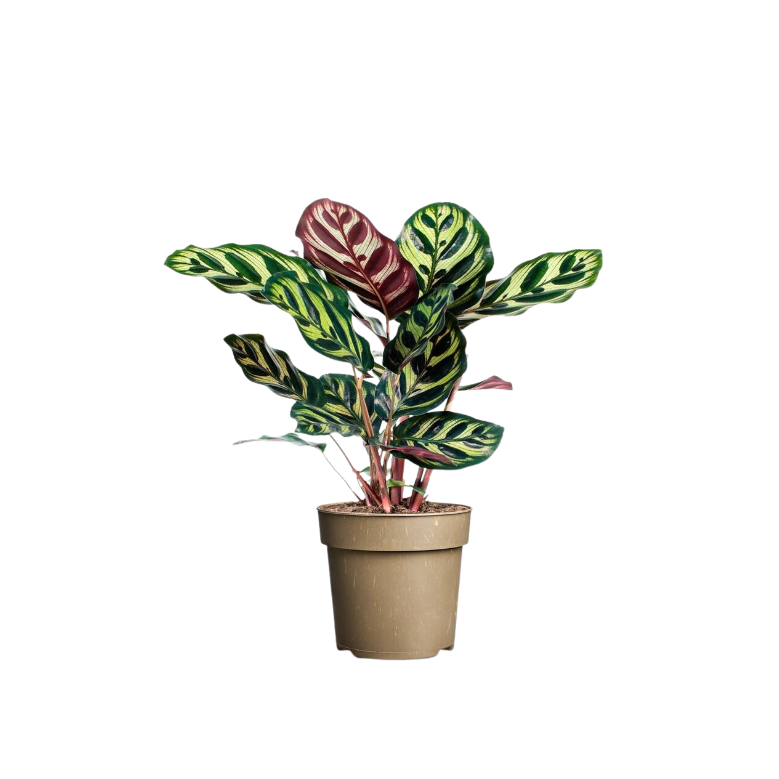 CALATHEA MAKOYANA Kalatea Makoya