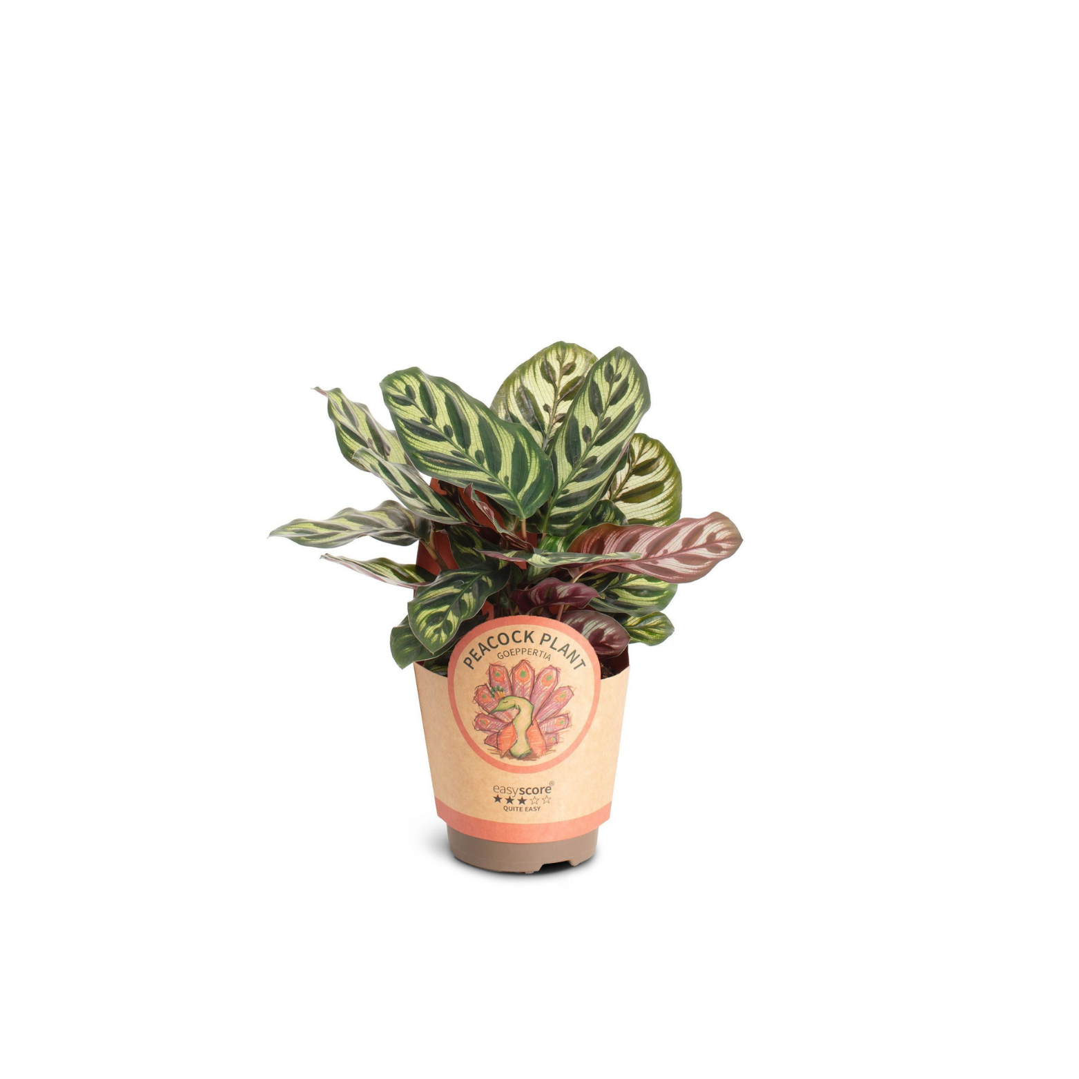 CALATHEA_MAKOYANA_Kalatea_Makoya_2