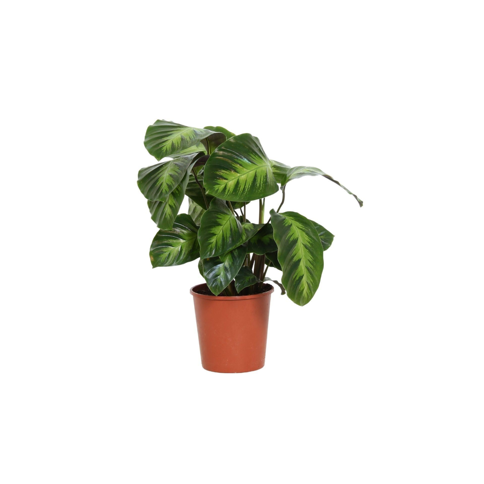 CALATHEA 'MISTO' Kalatea