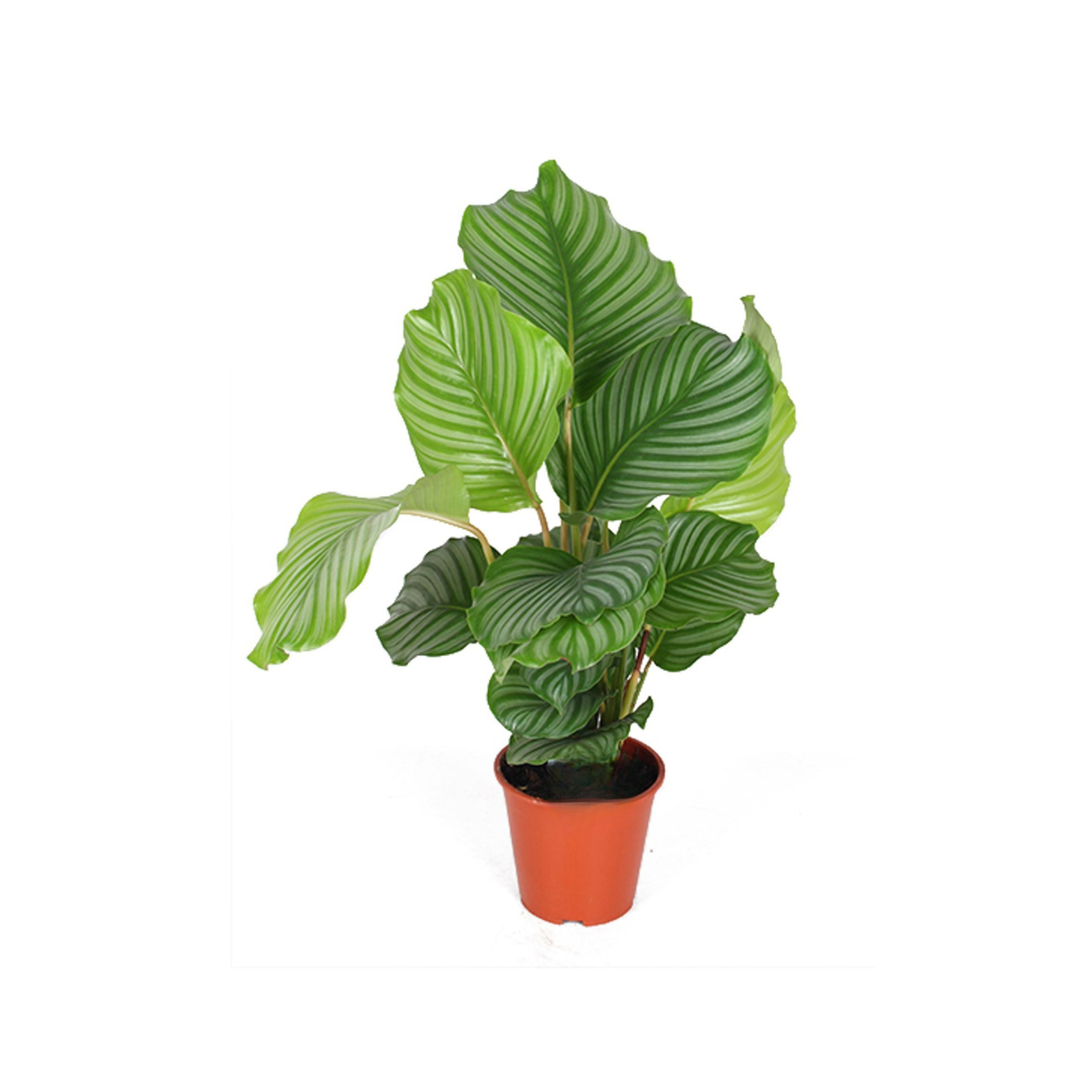 CALATHEA 'ORBIFOLIA' Kalatea okrągłolistna