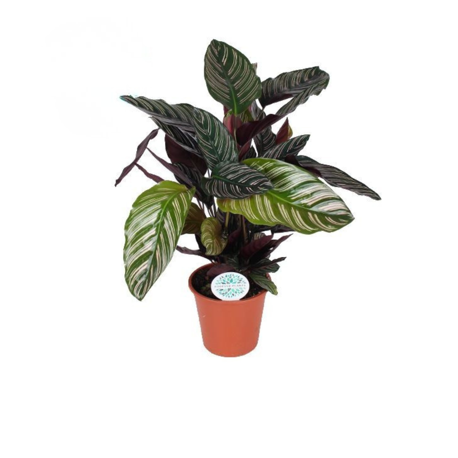 CALATHEA 'ORNATA' Kalatea