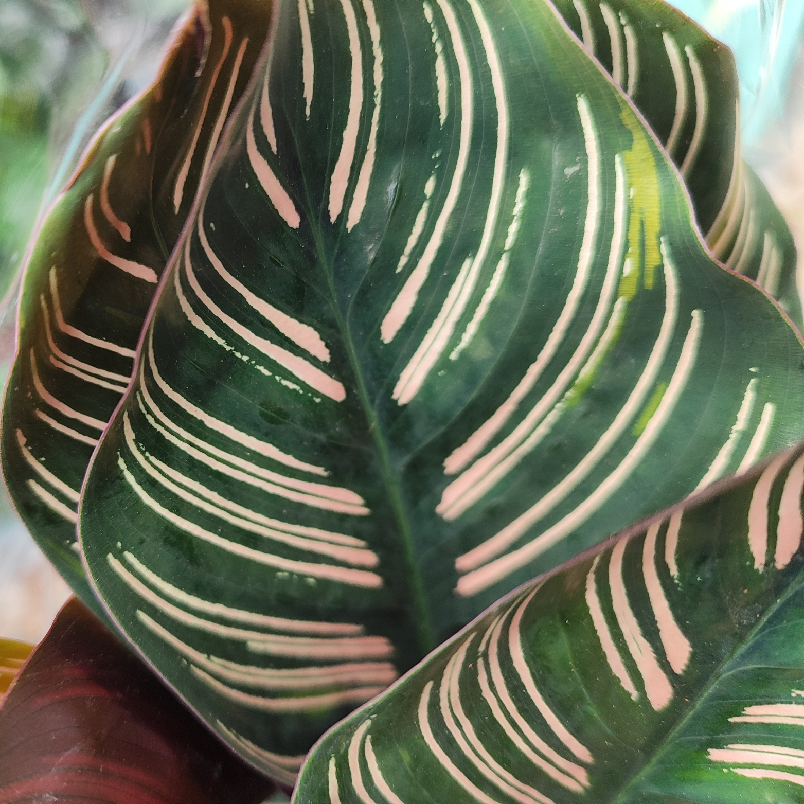 CALATHEA 'ORNATA' Kalatea