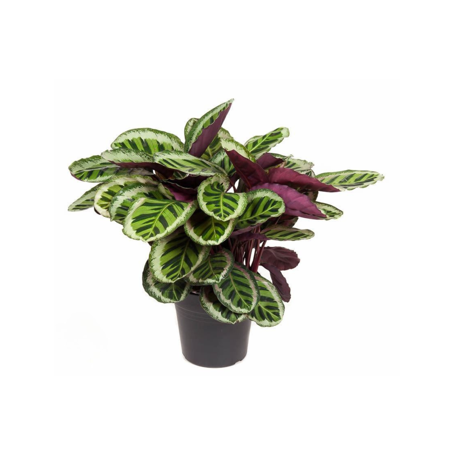 CALATHEA ROSEOPICTA 'ANGELA' Kalatea różowokropkowana