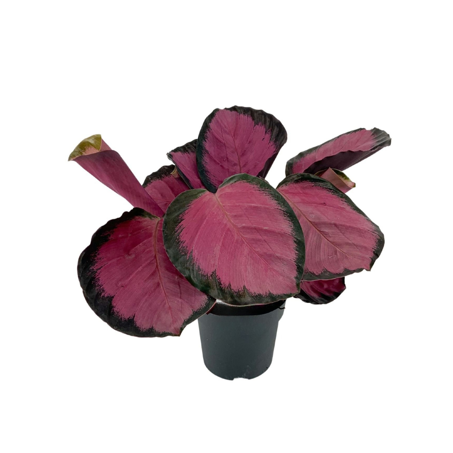 CALATHEA ROSEOPICTA 'CRIMSON' Kalatea różowokropkowana