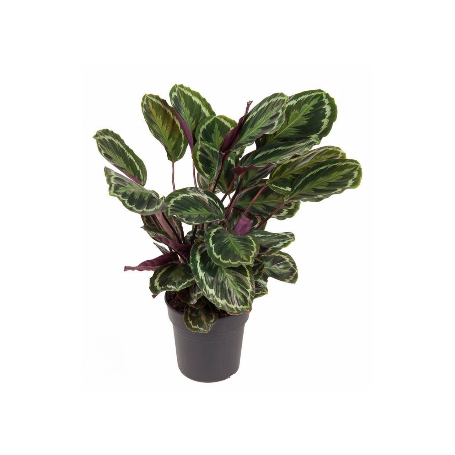 CALATHEA ROSEOPICTA 'MEDALLION' Kalatea różowokropkowana