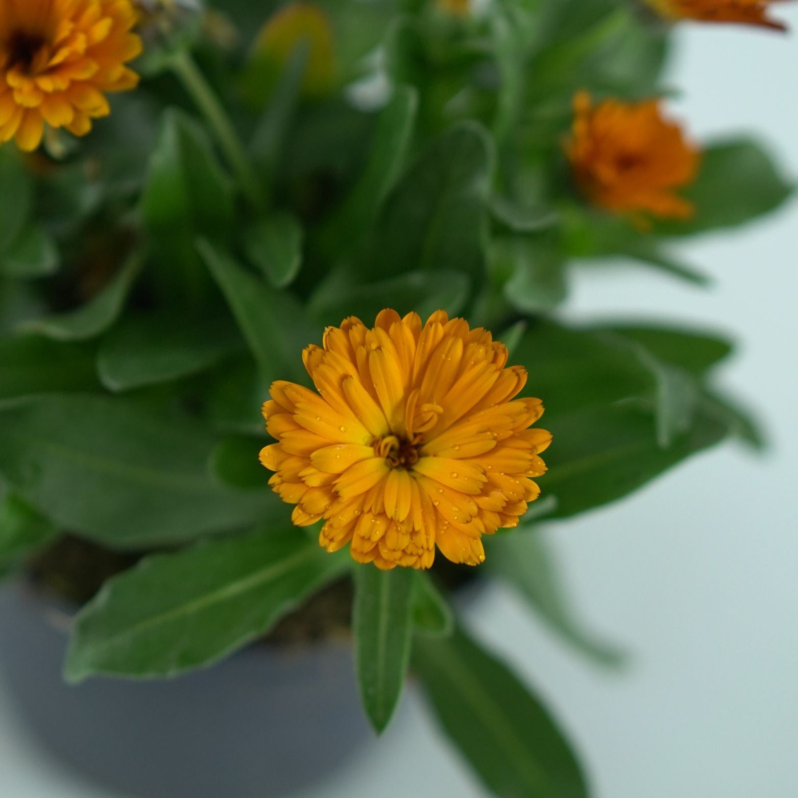 CALENDULA OFFICINALIS Nagietek lekarski