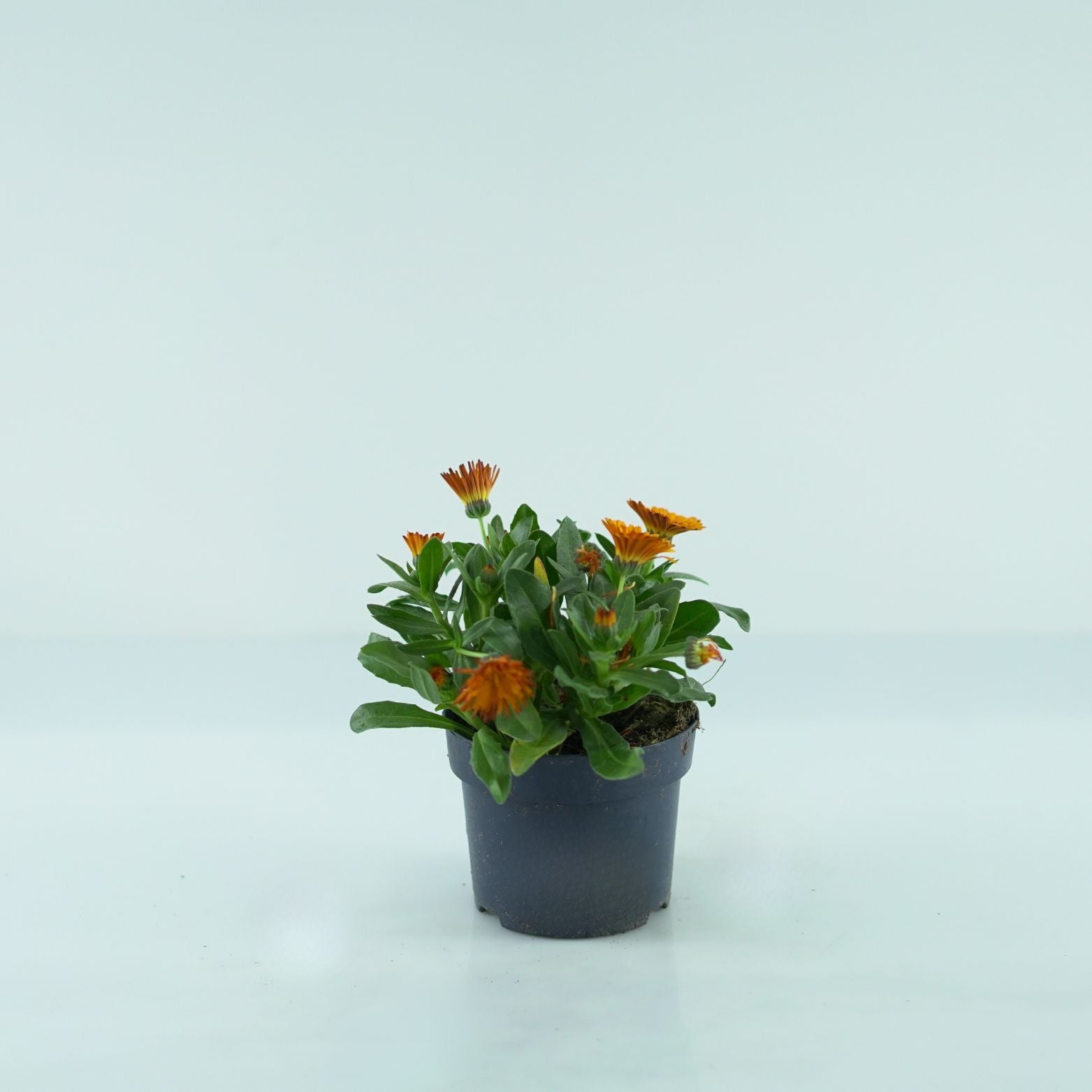 CALENDULA OFFICINALIS Nagietek lekarski