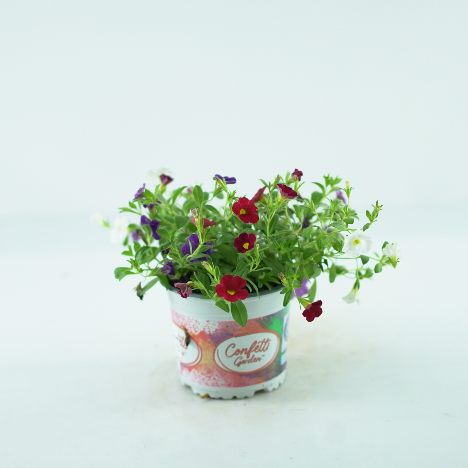 CALIBRACHOA CONFETTI GARDEN HAWAIIAN Tysiąc dzwonków Petunia drobnokwiatowa