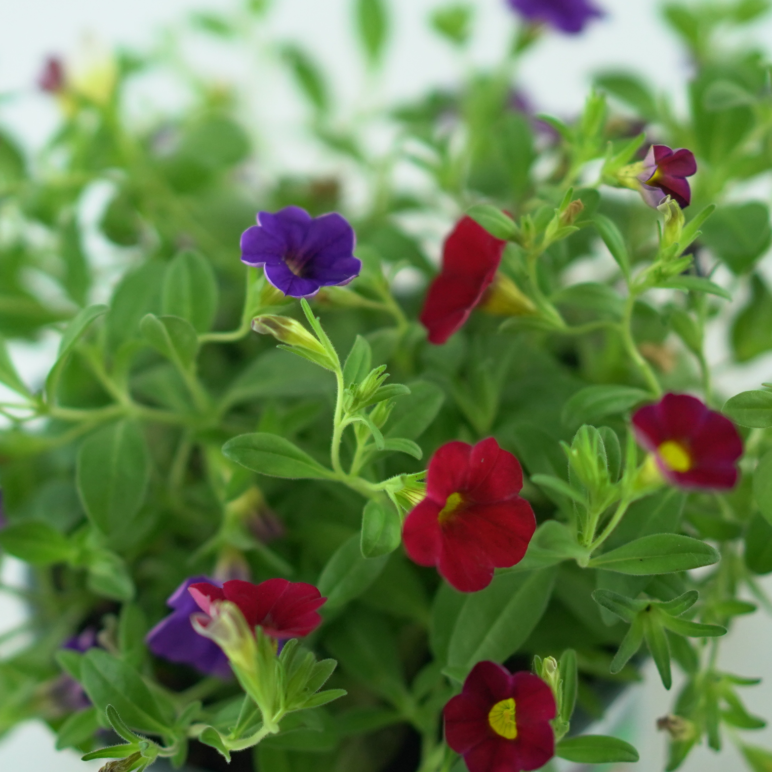 CALIBRACHOA CONFETTI GARDEN HAWAIIAN Tysiąc dzwonków Petunia drobnokwiatowa