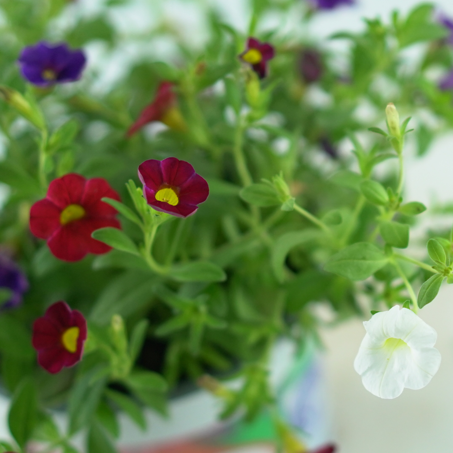 CALIBRACHOA CONFETTI GARDEN HAWAIIAN Tysiąc dzwonków Petunia drobnokwiatowa